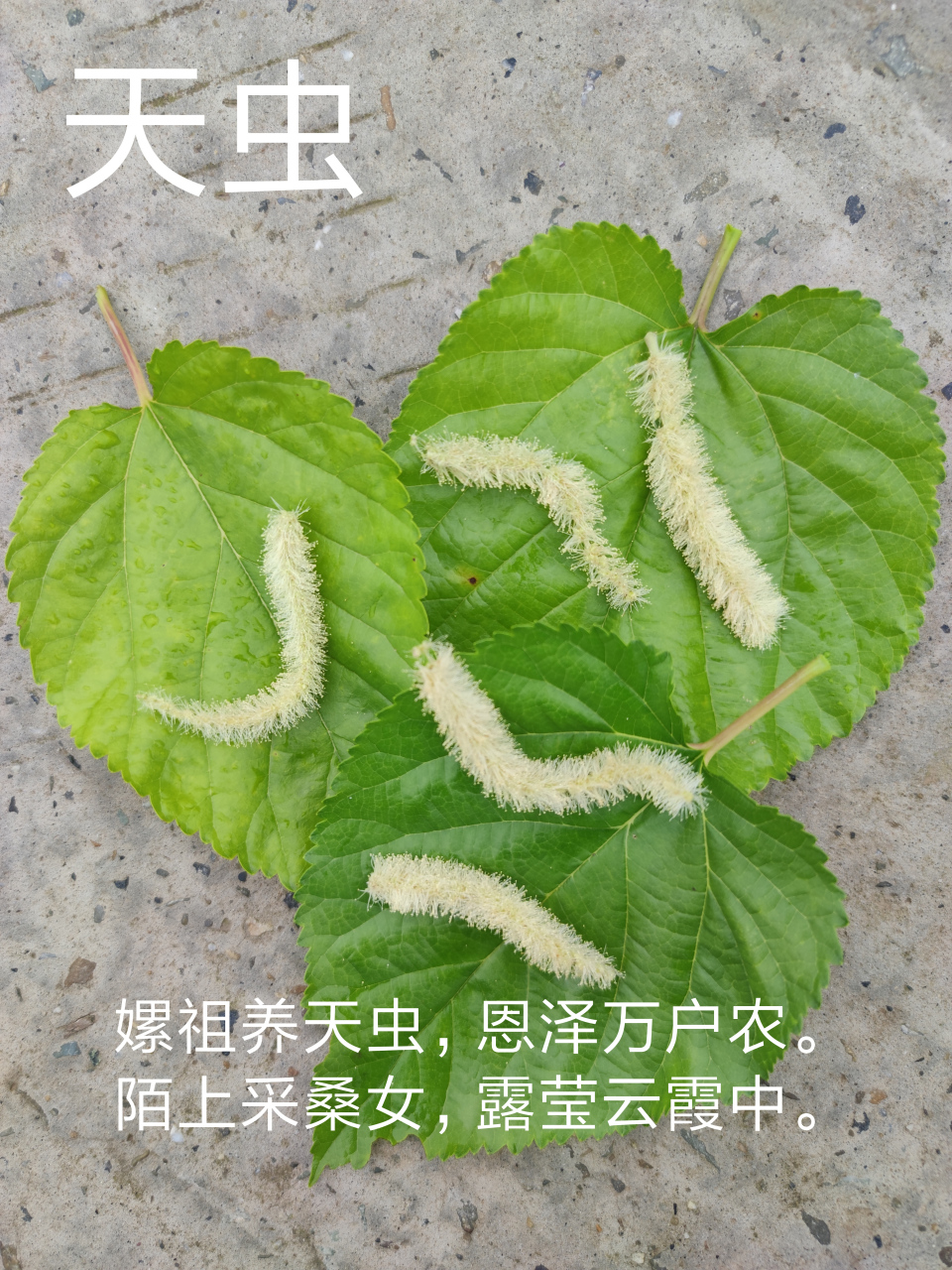 天虫嫘祖养天虫,恩泽万户农.陌上采桑女