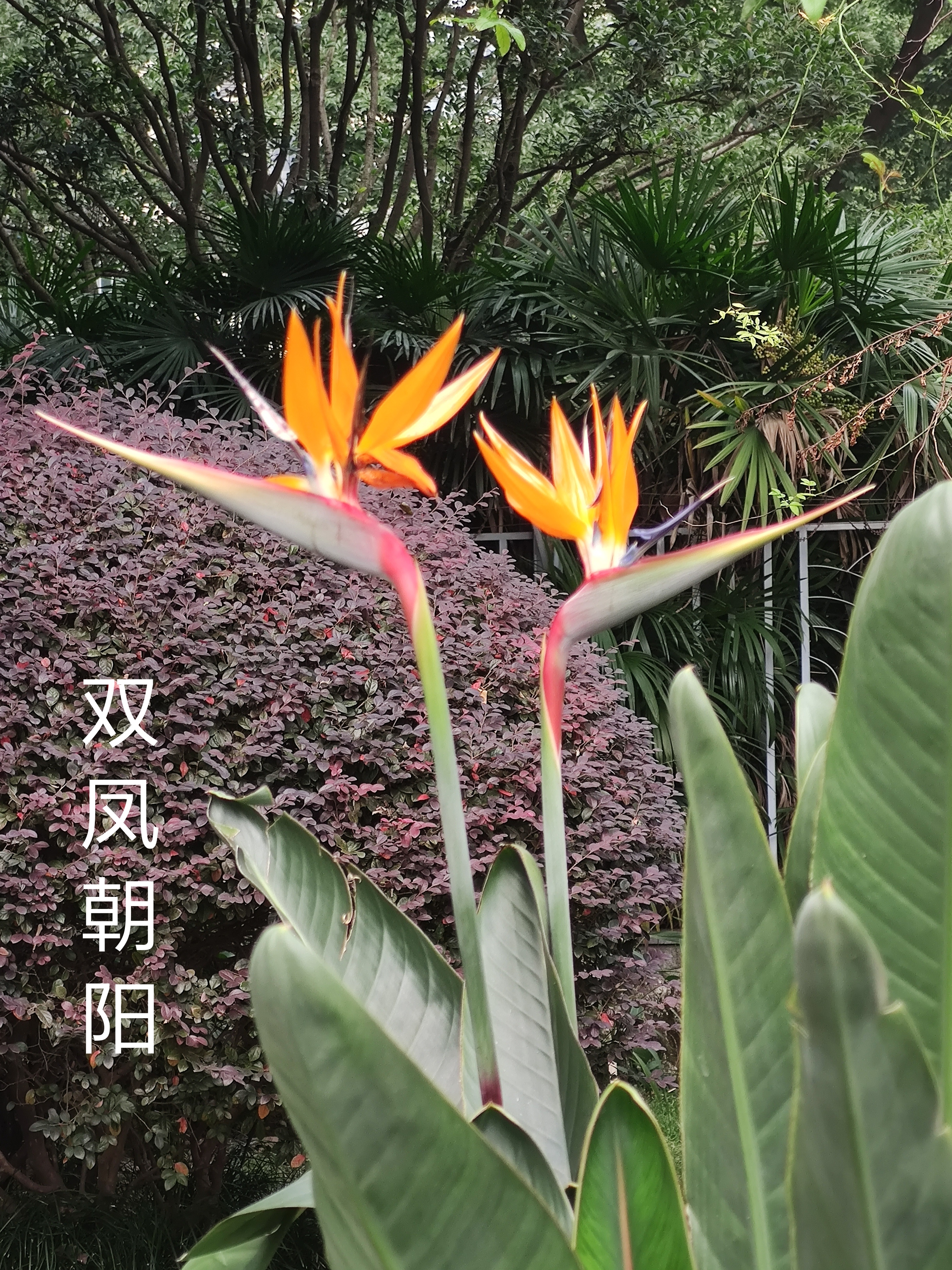 双凤朝阳