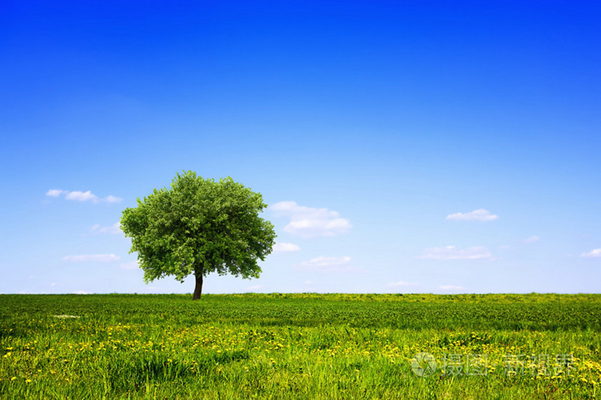 一棵小树,孤独的成长着,但她知道,终有一天,她将成长为参天巨树,成为