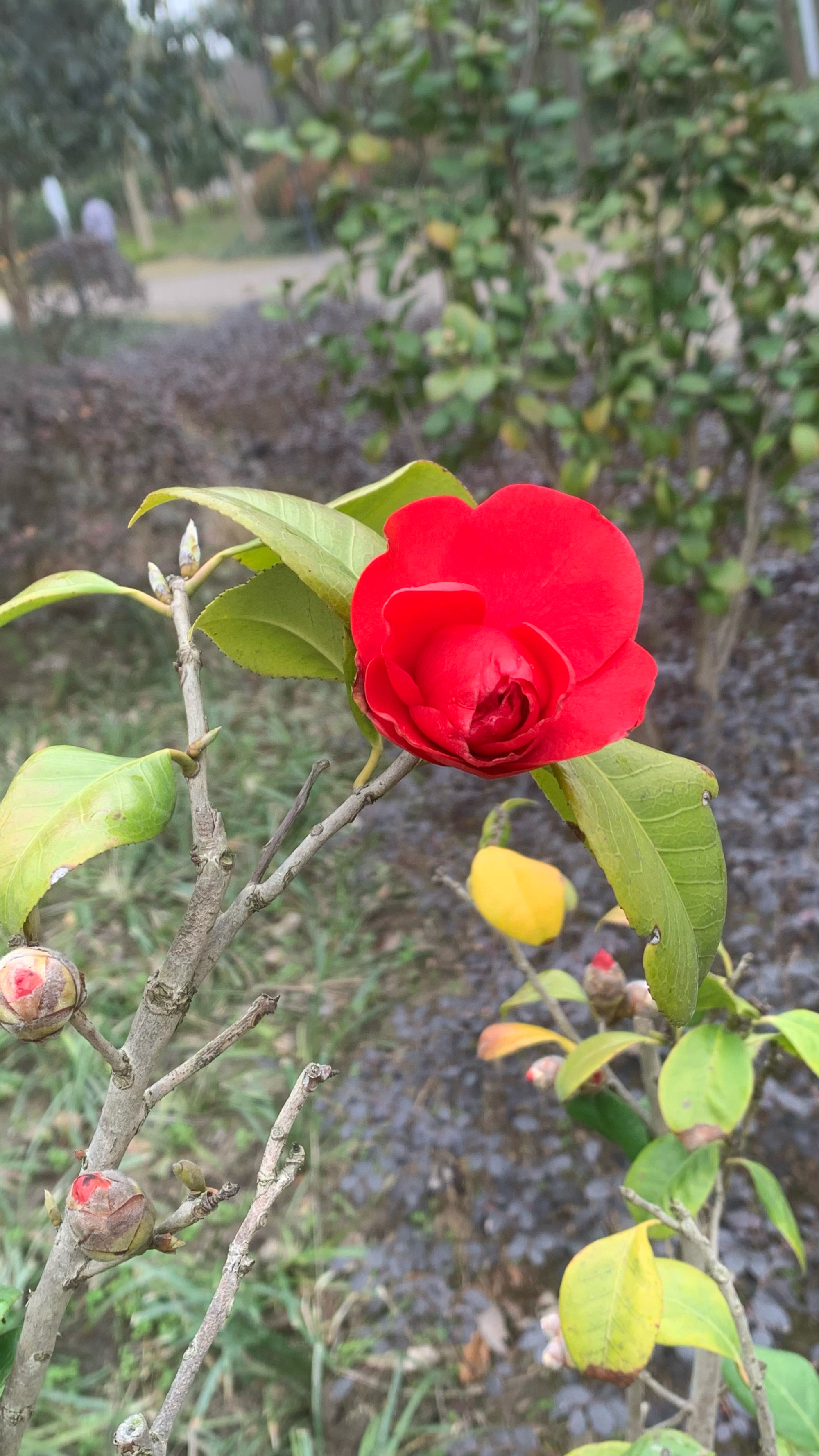 粉花黄蕊图片