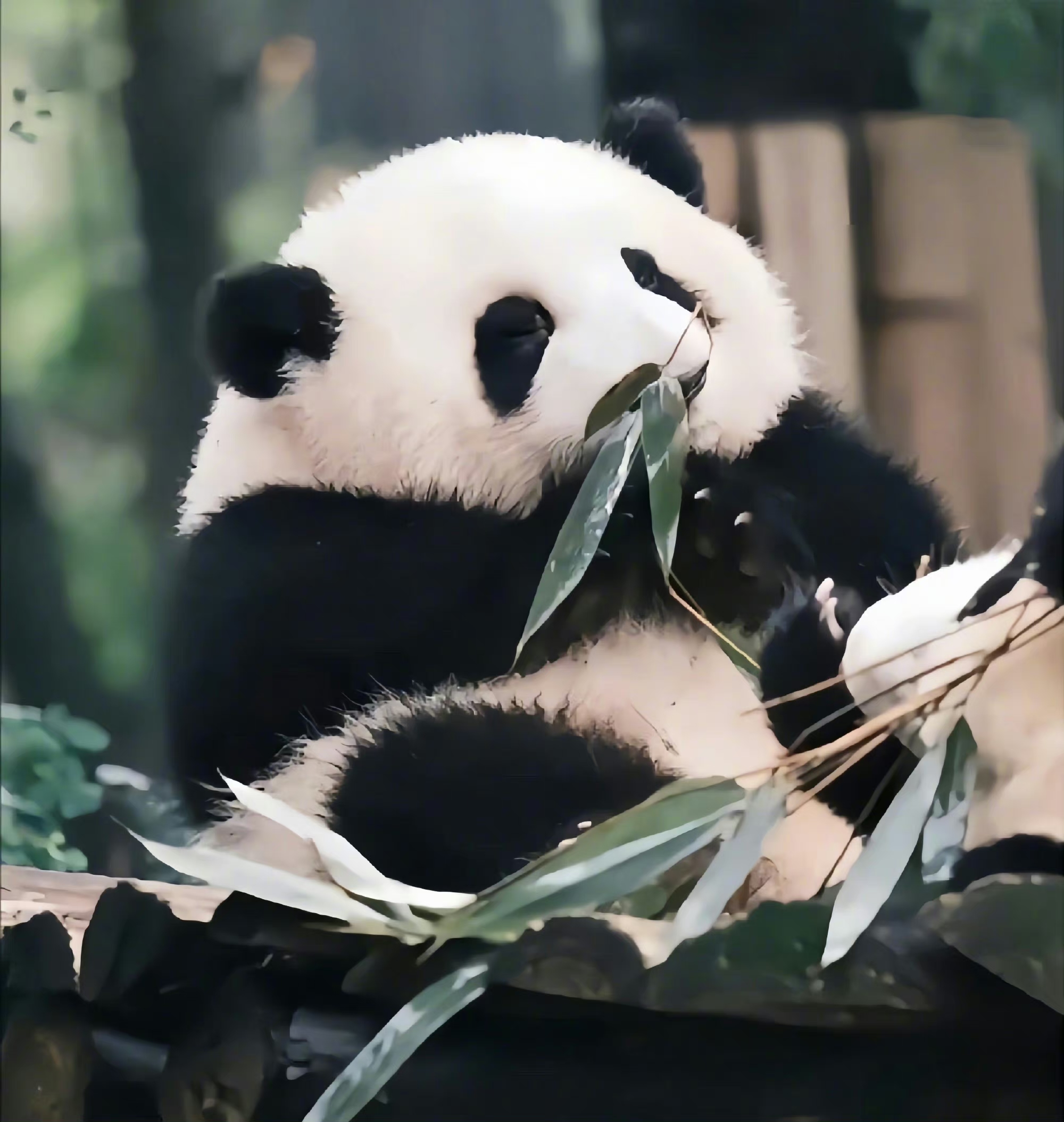 小熊猫胖哒图片