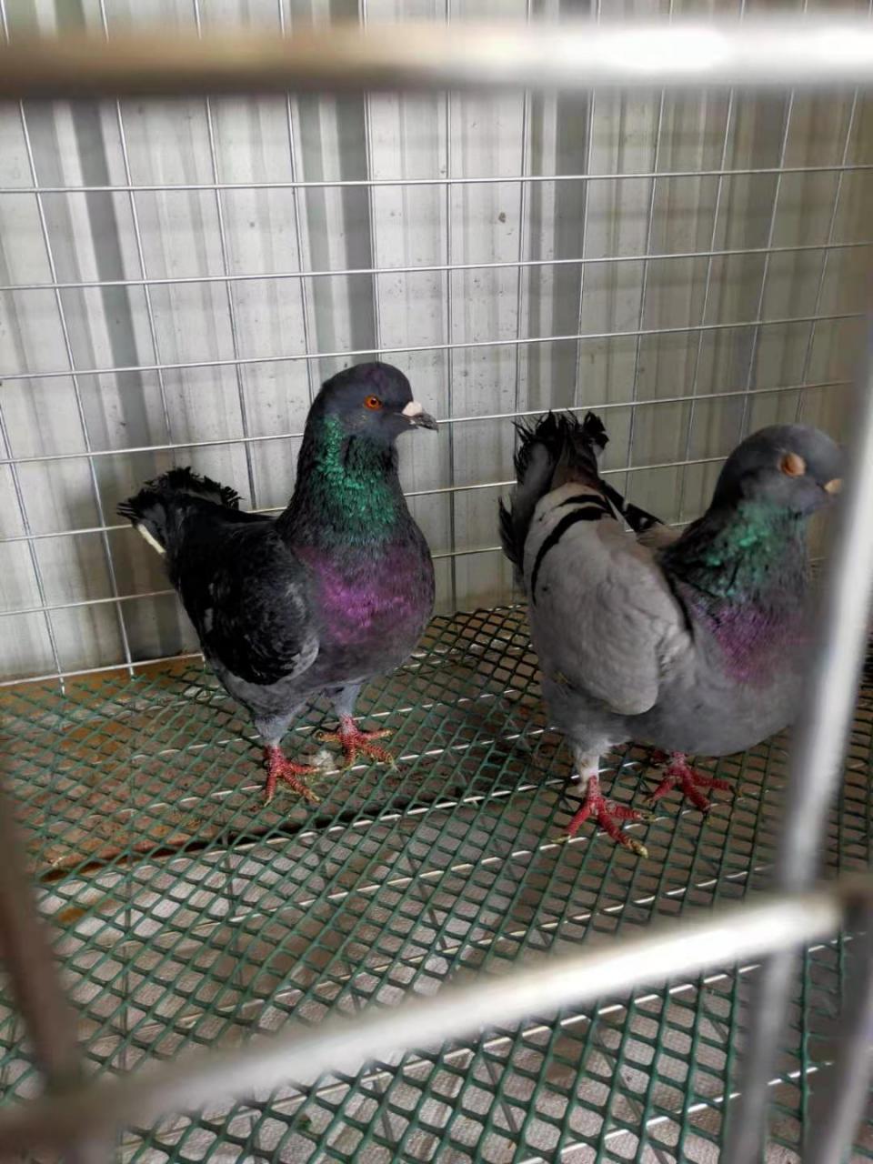 元宝鸽属于美国王鸽(展览型王鸽),是观赏鸽的一种.