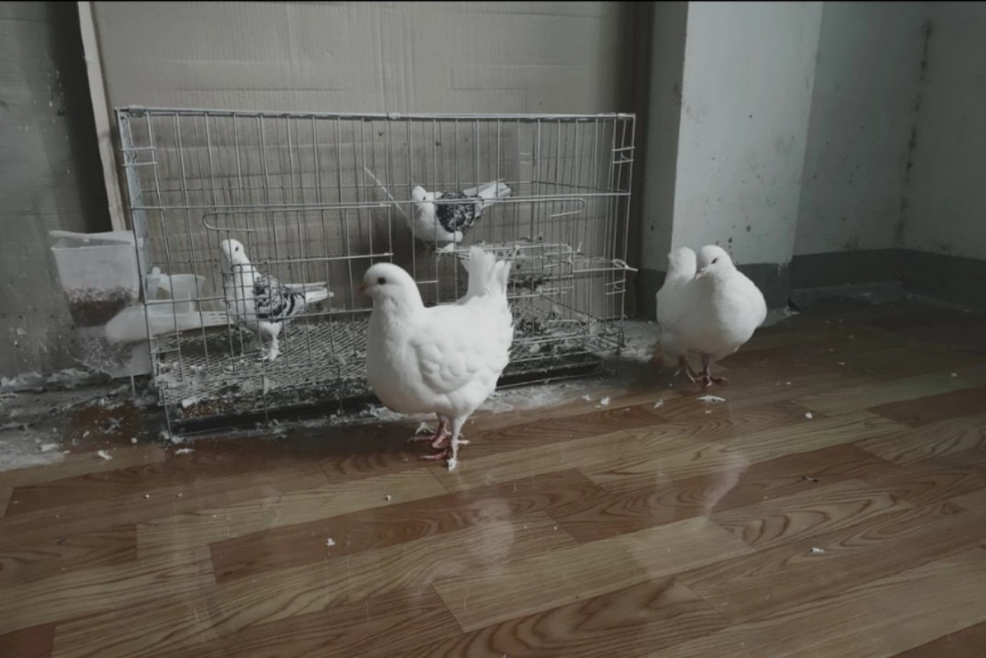 元宝鸽属于美国王鸽(展览型王鸽),是观赏鸽的一种.