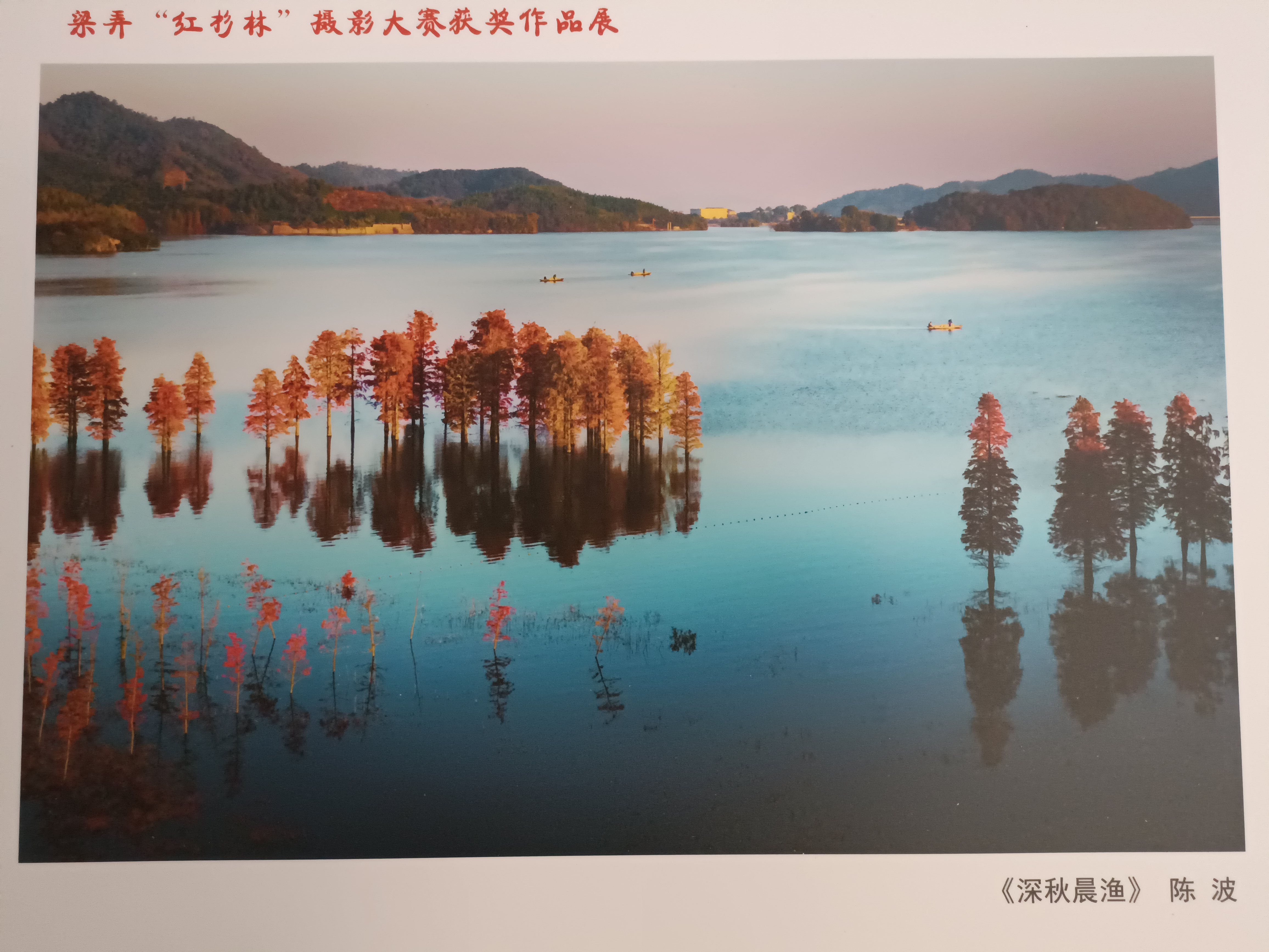 网红打卡地一一梁弄红杉林,摄影大赛,一幅幅精美的作品展示出红杉林的