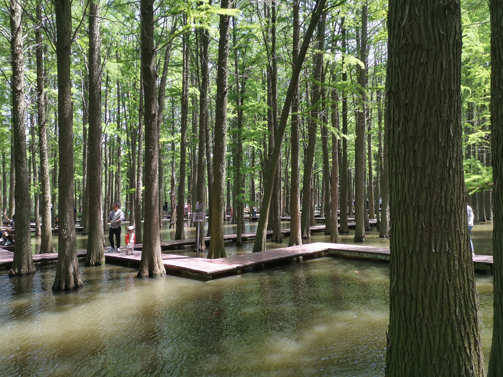 江苏兴化李中水上森林景区……非常好的一个旅游打卡地 五一节,查了查