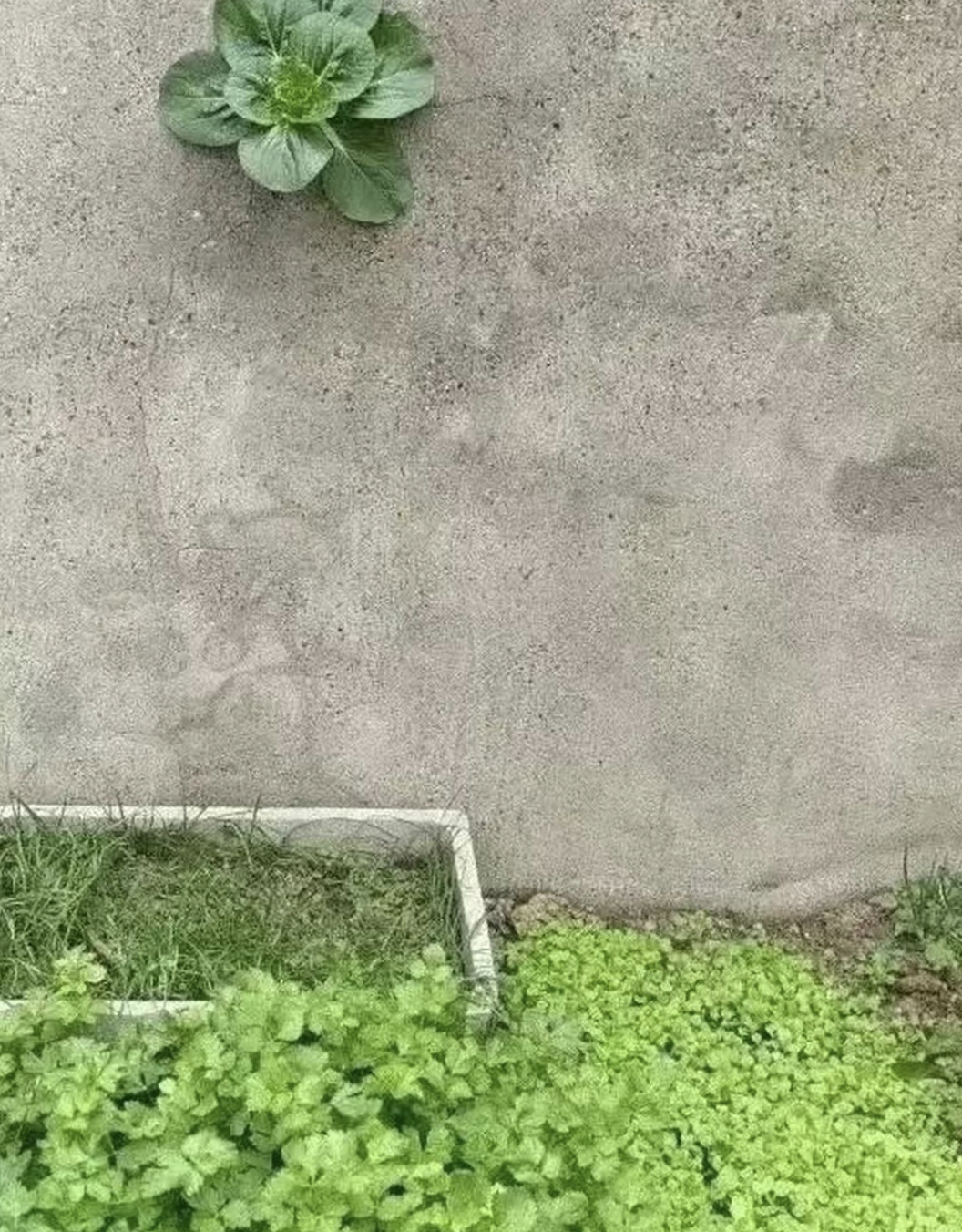 感叹生命中所有的遇见,看到植物,蔬果都在夹缝中求生存,顽强的生命力