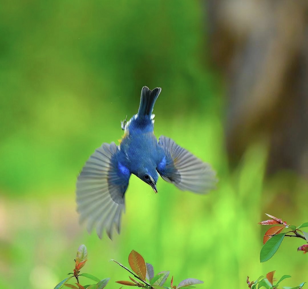 我最喜欢第八种,长尾白色的鸟好可爱!你认识几种鸟,喜欢那只鸟儿呢?