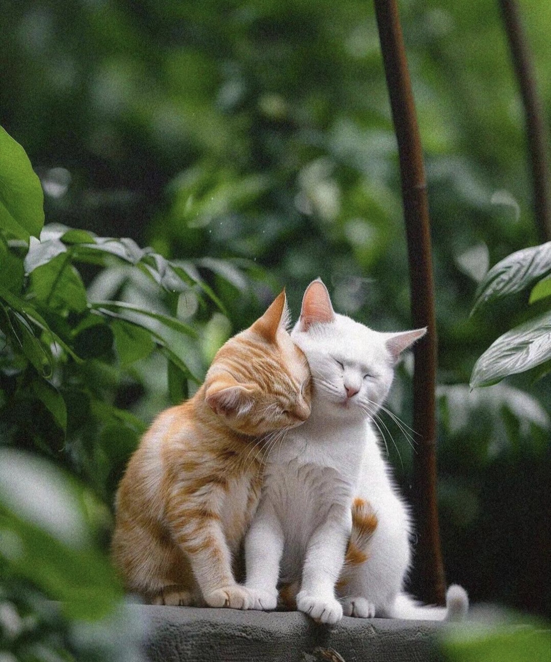 这猫猫夫妻太腻歪了,有点羡慕嫉妒恨