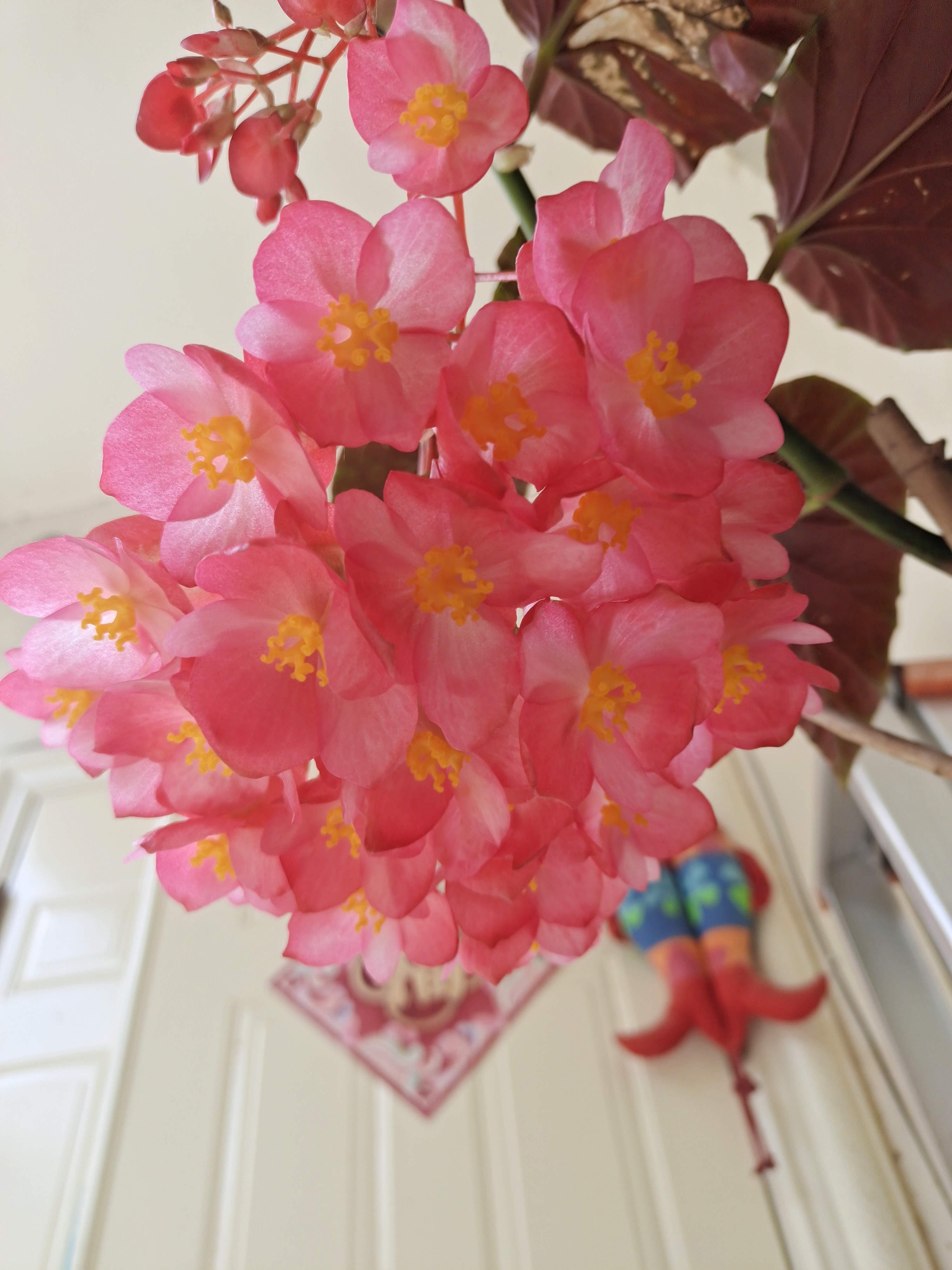 我的竹节海棠花🌸