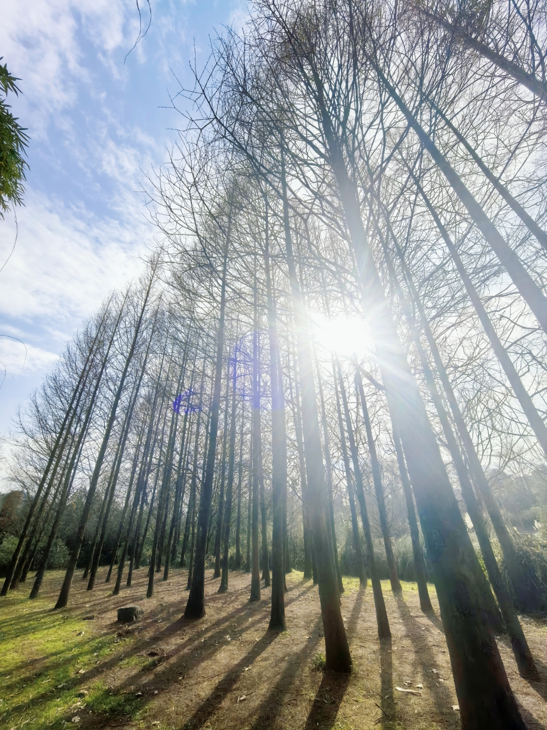 春天的阳光照在那些死去的植物身上,植物在阳光里重生