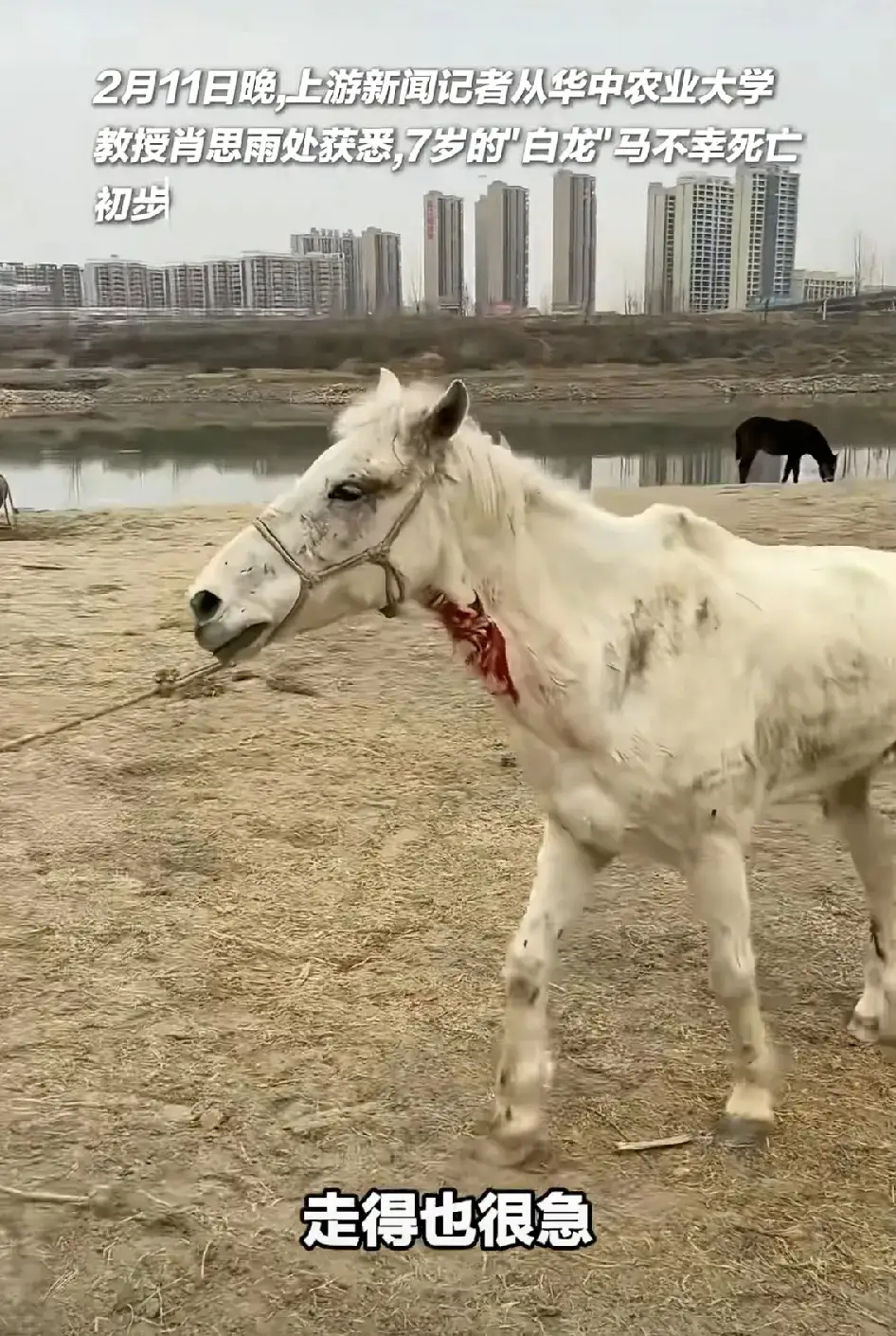 冲进江水叼住落水者衣领的"白龙马",在华中农大动物医院的手术室停止