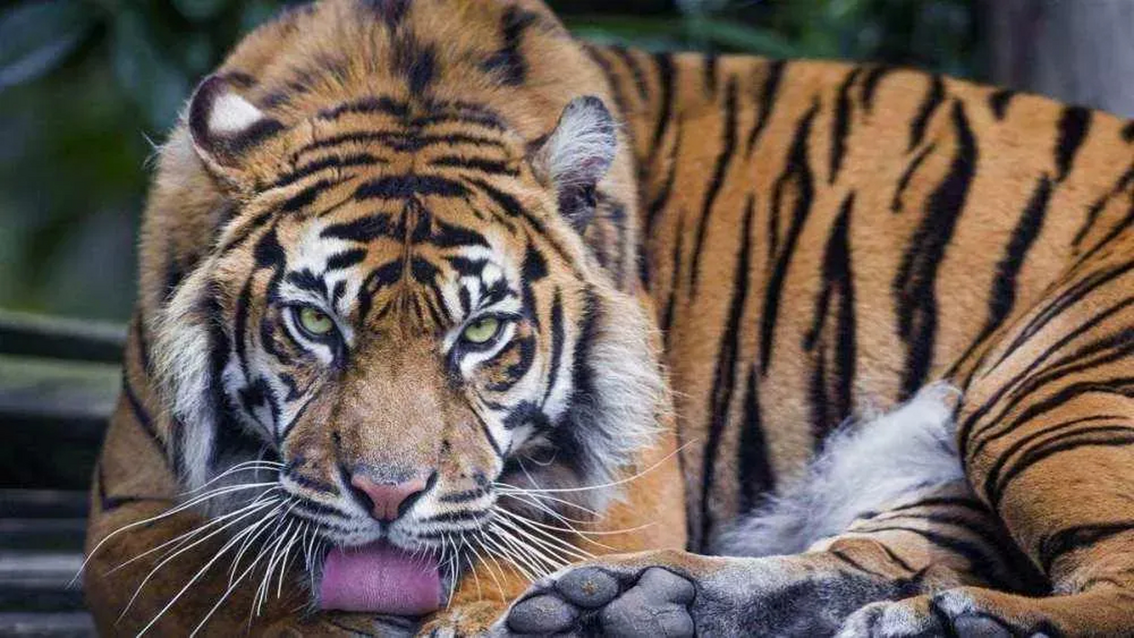 1998年,在俄罗斯西伯利亚,一头被放回山中的母老虎,为填饱肚子,竟然把