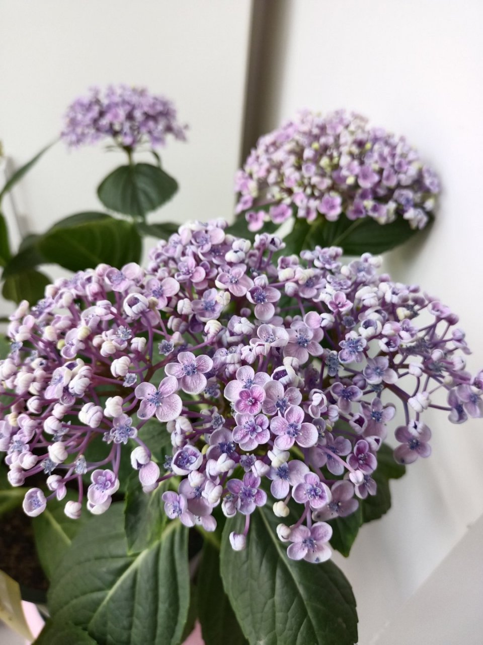 爱莎绣球也是挺特别的花朵