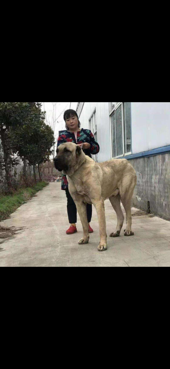 土耳其坎高犬 自家养的坎高犬