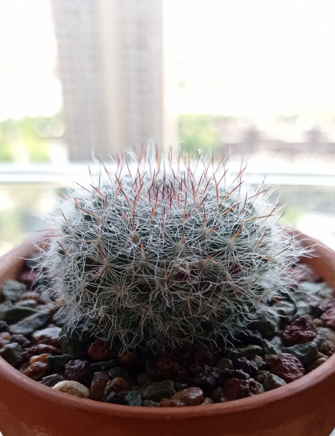 高砂仙人球,从一颗球长成了四颗球,绒毛中盛开娇小的花朵,你爱了吗?