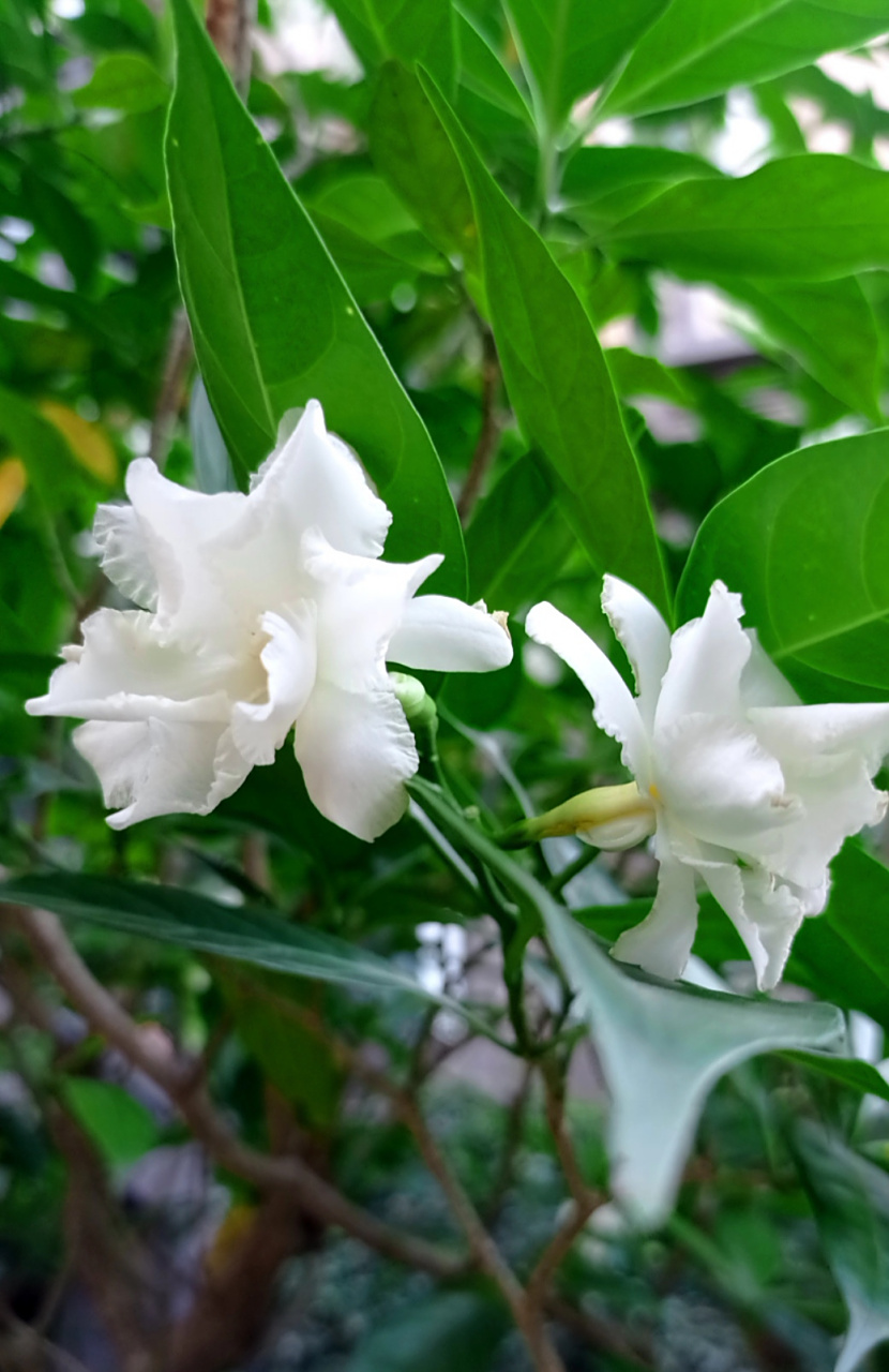 狗牙花,夹竹桃科.