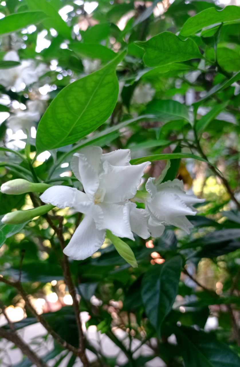 狗牙花,夹竹桃科.