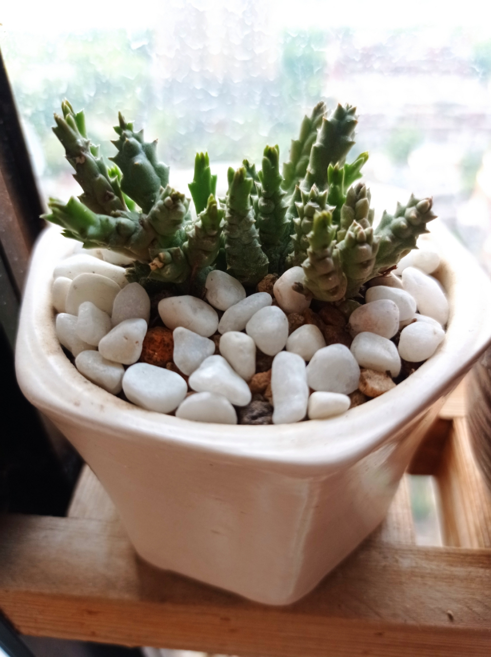 姬龙角是属于萝藦科的一种多肉植物,水分充足快速生长的时候它通体