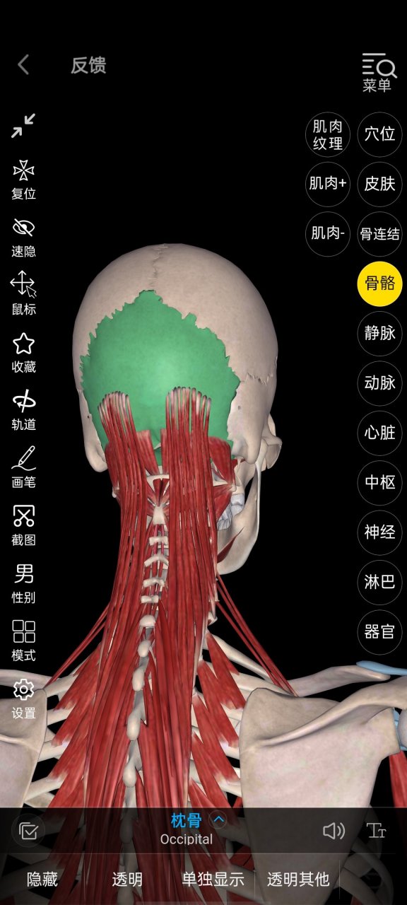 枕後肌群緊張,可導致全身肌肉緊張.