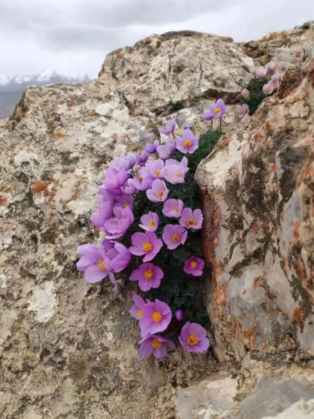 只见,石头缝里长出这个植物长势喜人,上面开满了紫色的花朵,娇艳欲滴!