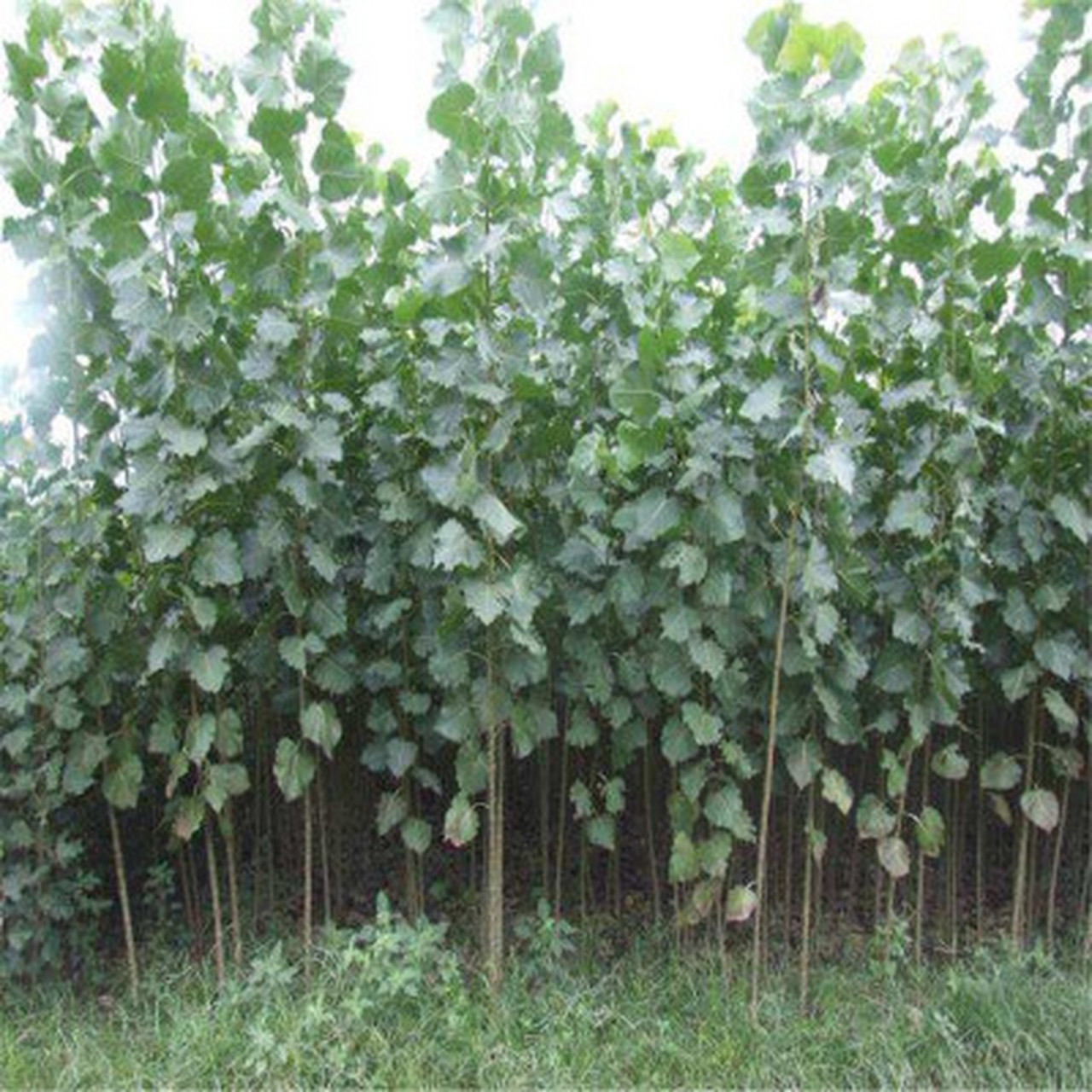 临沂哪里有卖鸡皮肤的(临沂哪里有卖鸡皮肤的地方)