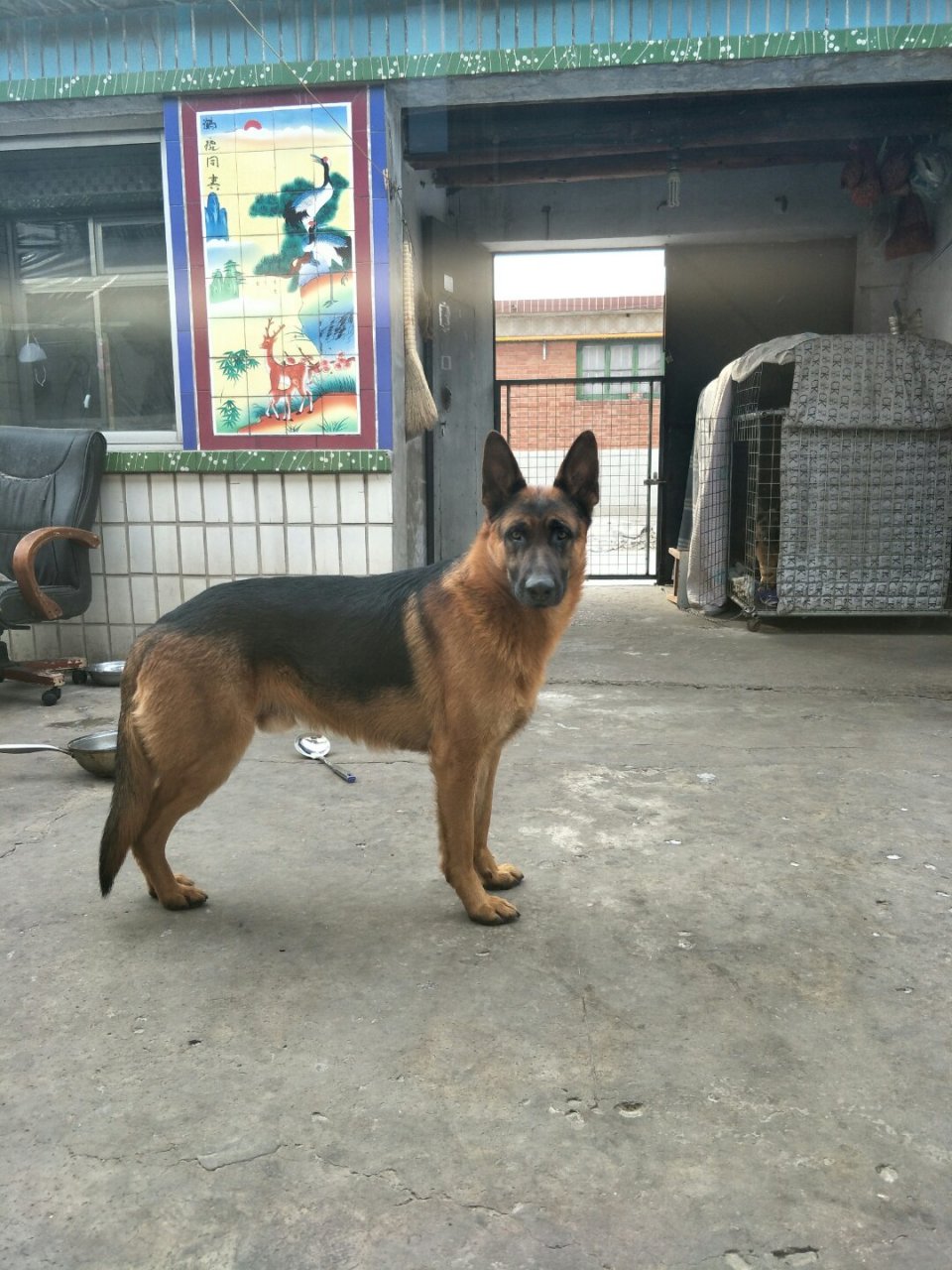 老版平背德牧工作犬大得宝