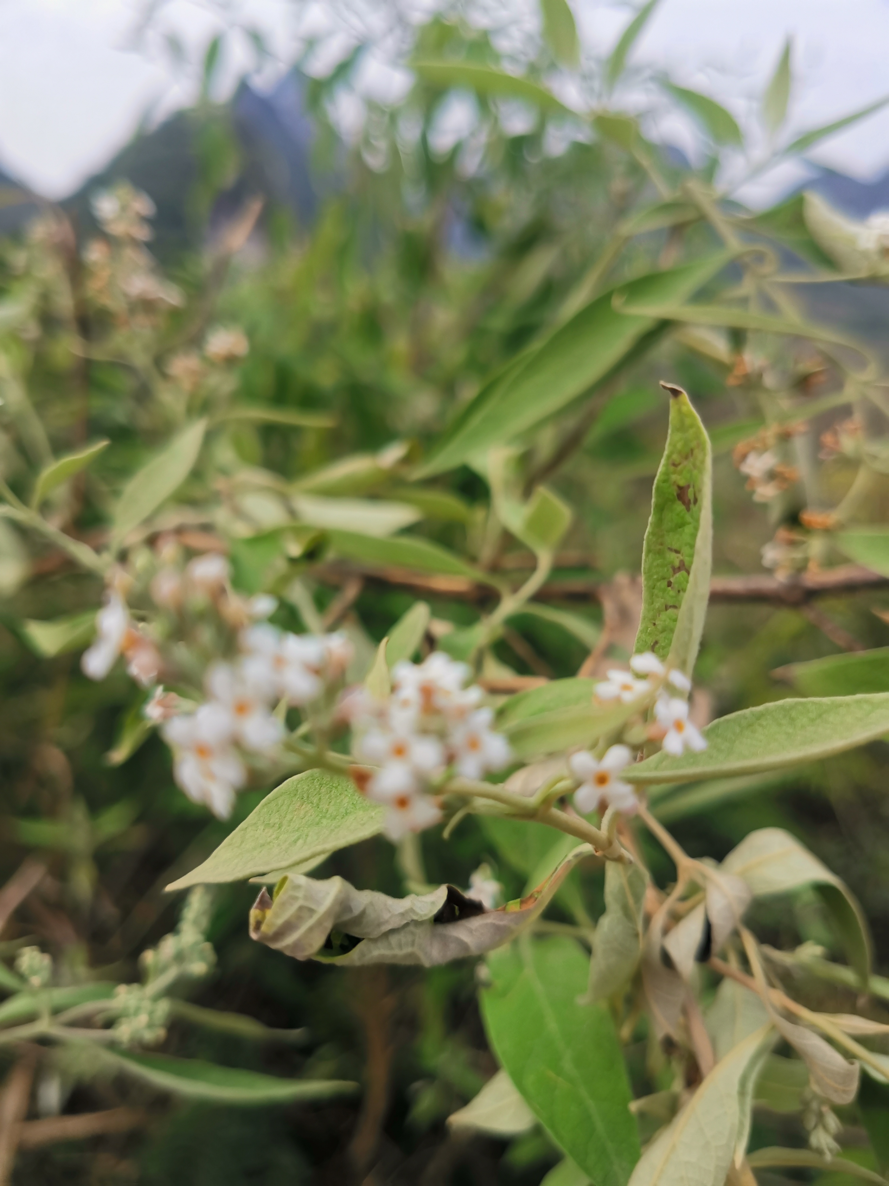 假密蒙花图片图片