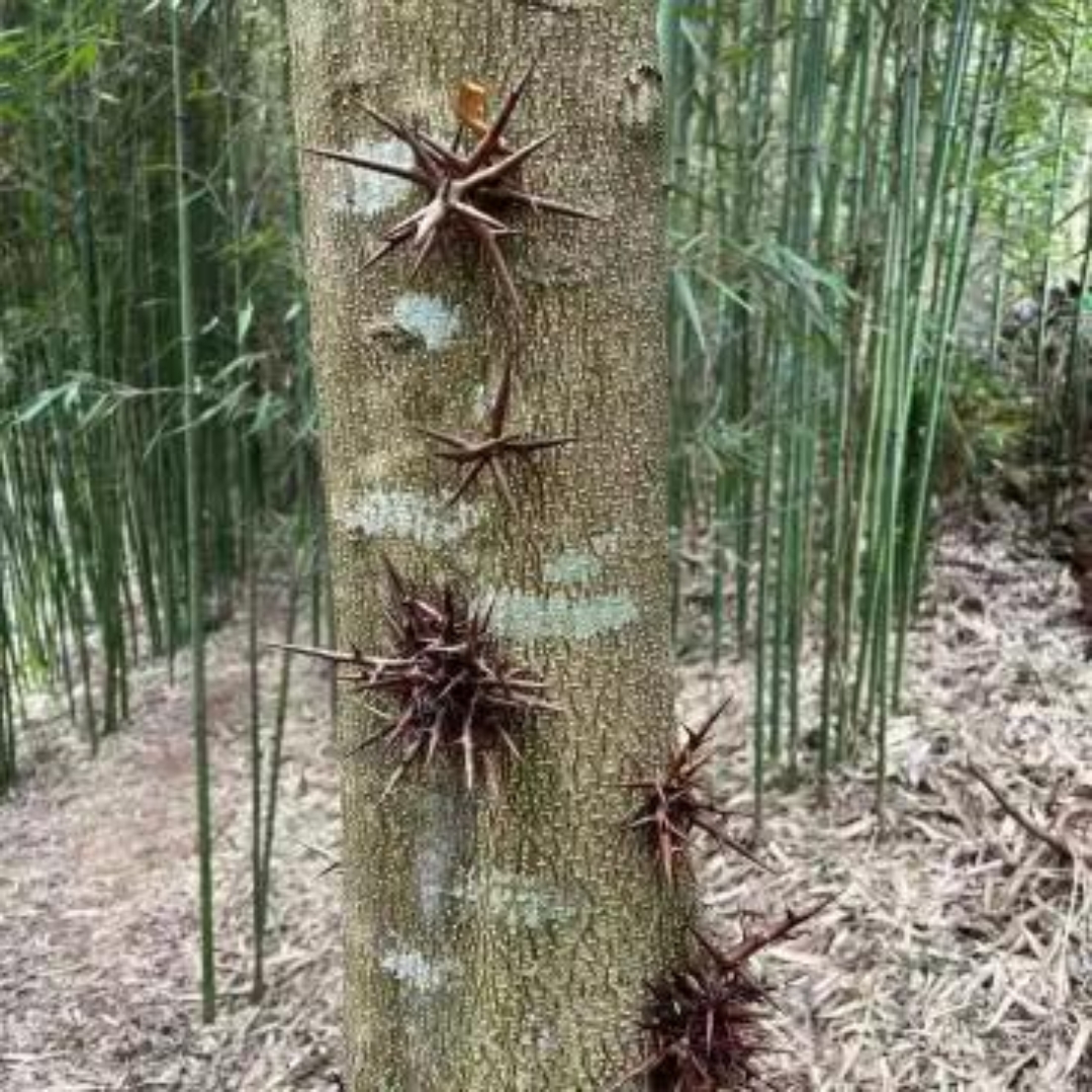 树干长满了刺