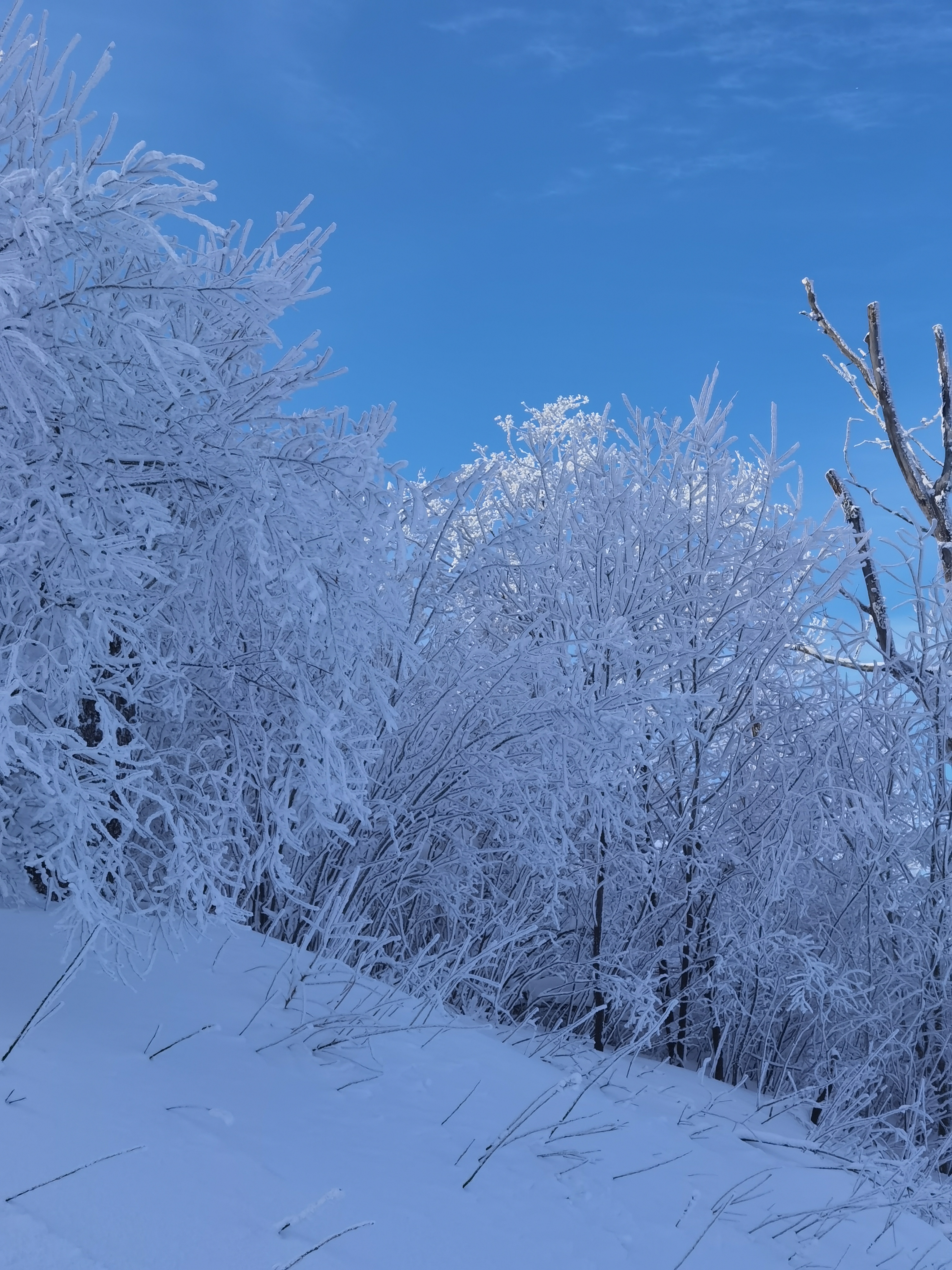 7615被雪覆盖的树林,仿佛进入了童话世界.
