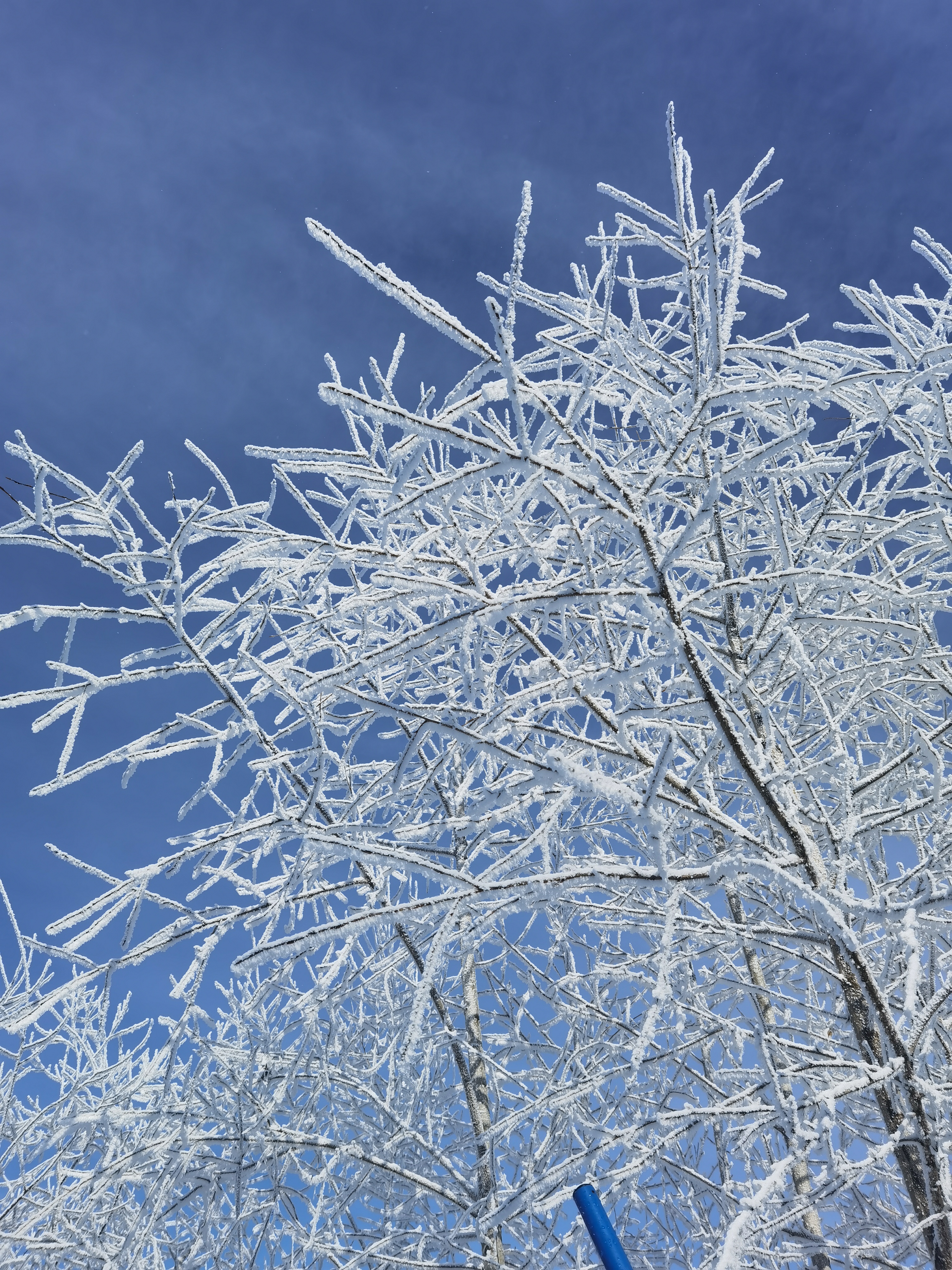 树上的雪融化了图片