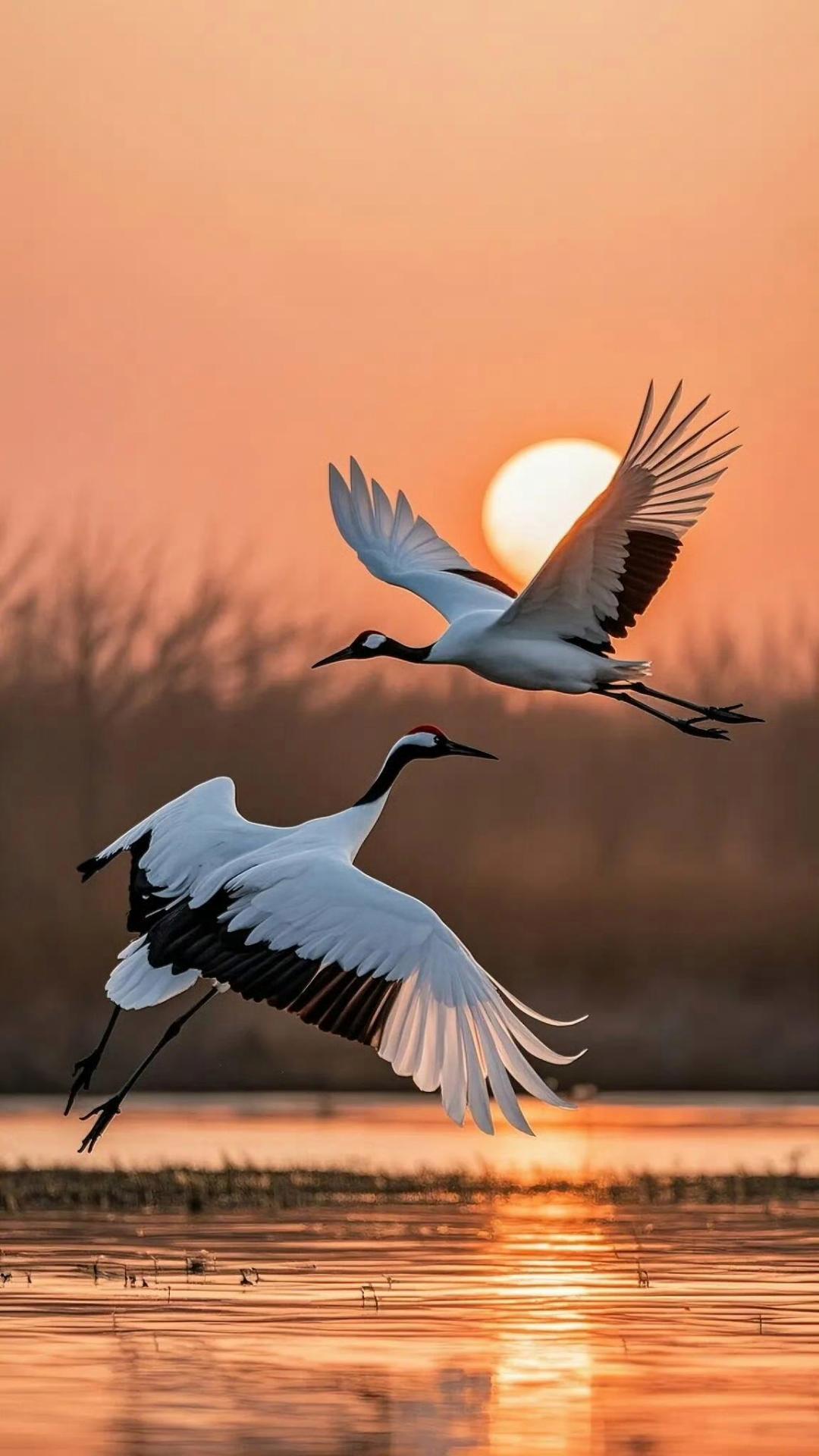 捕捉到两只优雅的白鹤在日落余晖中展翅飞翔的瞬间,画面宁静而美好