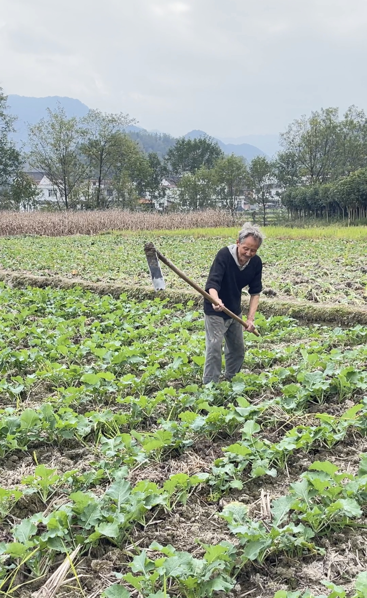 农民老人田间劳动图片图片