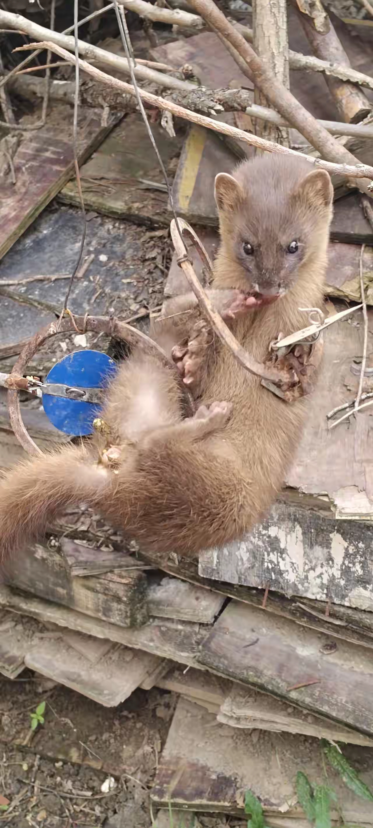 保护动物,吃我家的鸡和鸽子不计其数,我林下养鸡,拜黄鼠狼和豹猫所赐