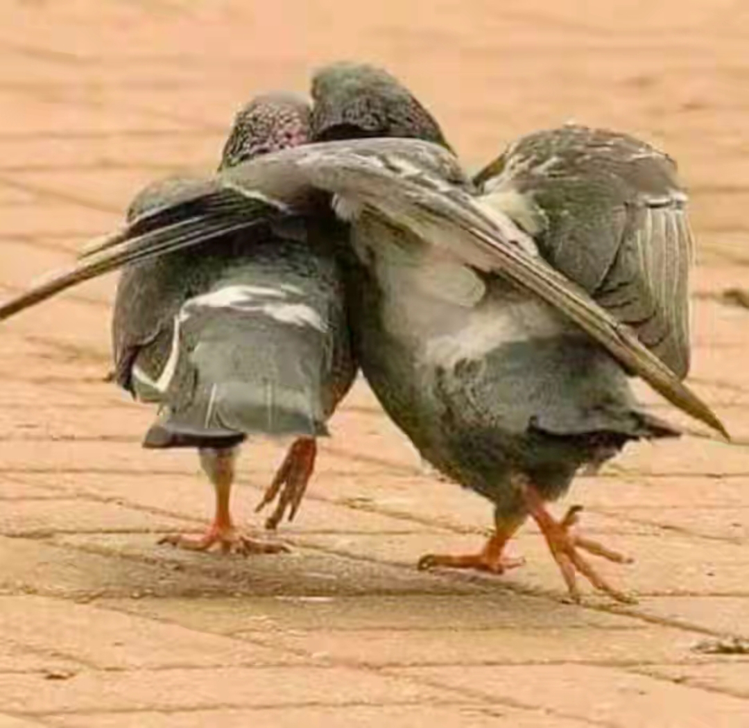 马路上一只受伤的小鸟;飞不起来了,旁边的一只大鸟围着它转圈圈,不让