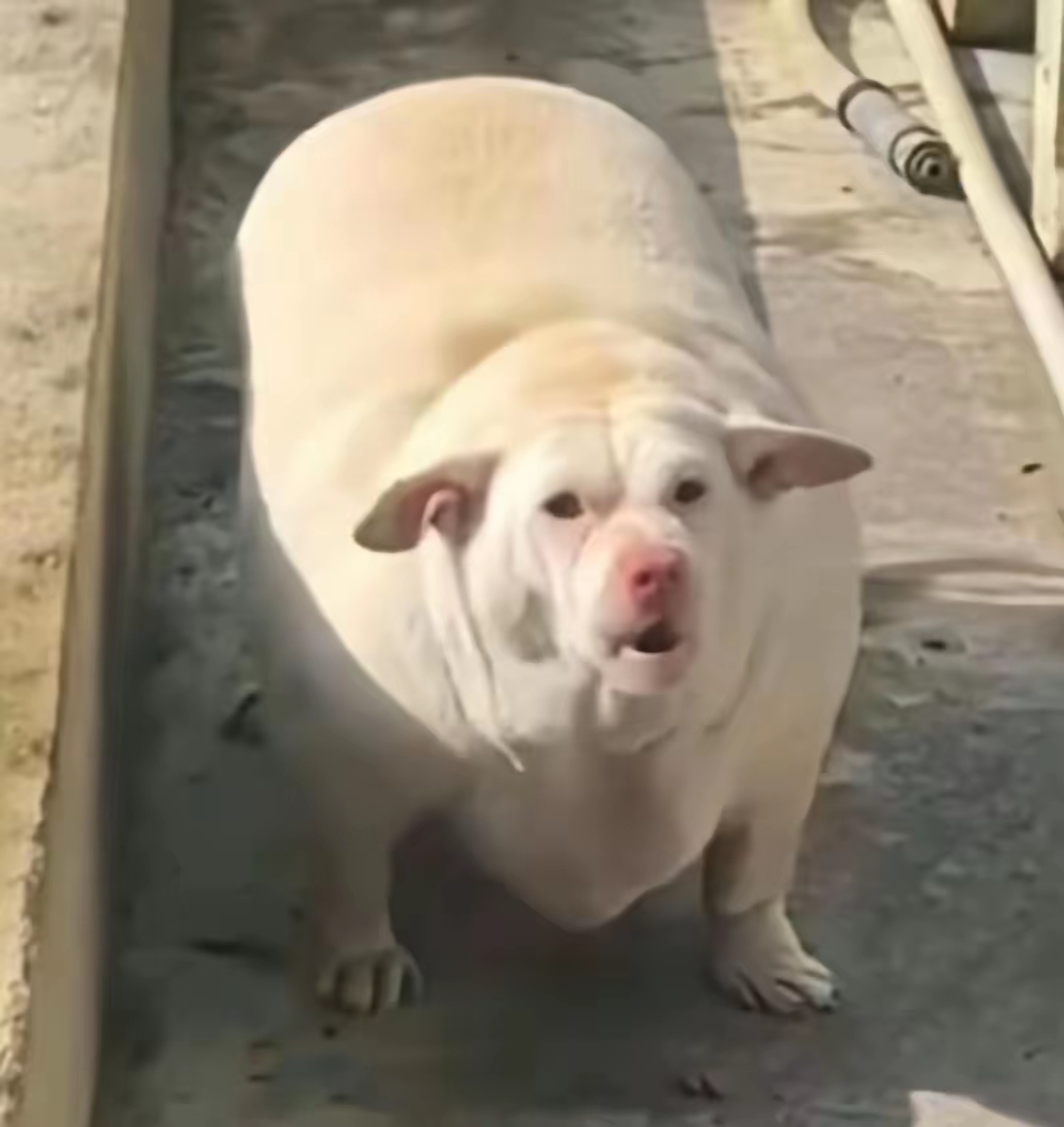 我家狗狗那叫一个胖,得给它起个特别的名字.叫"球球"咋样?