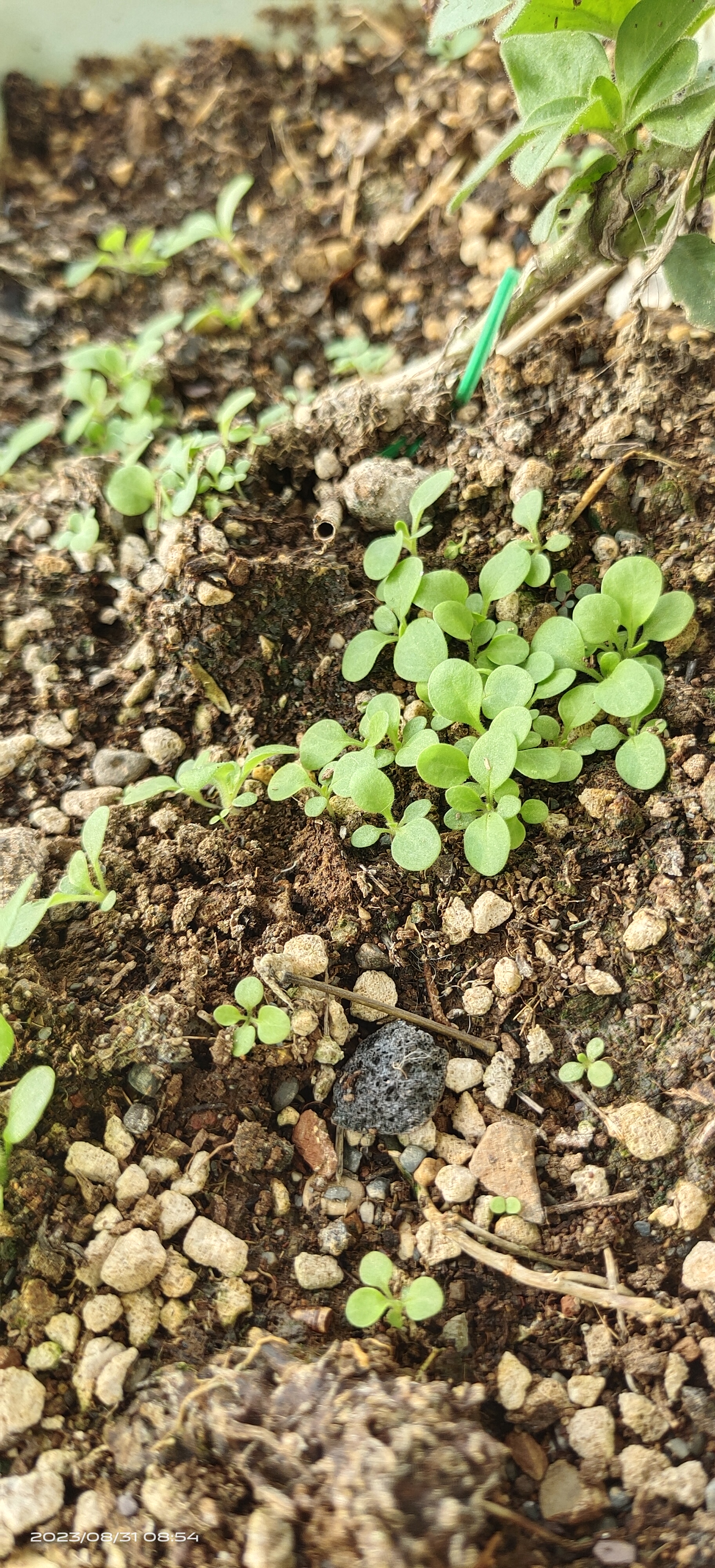 粉色晨光,无心插柳 年初买了好多矮牵牛种子春播,结果只得一根独苗.