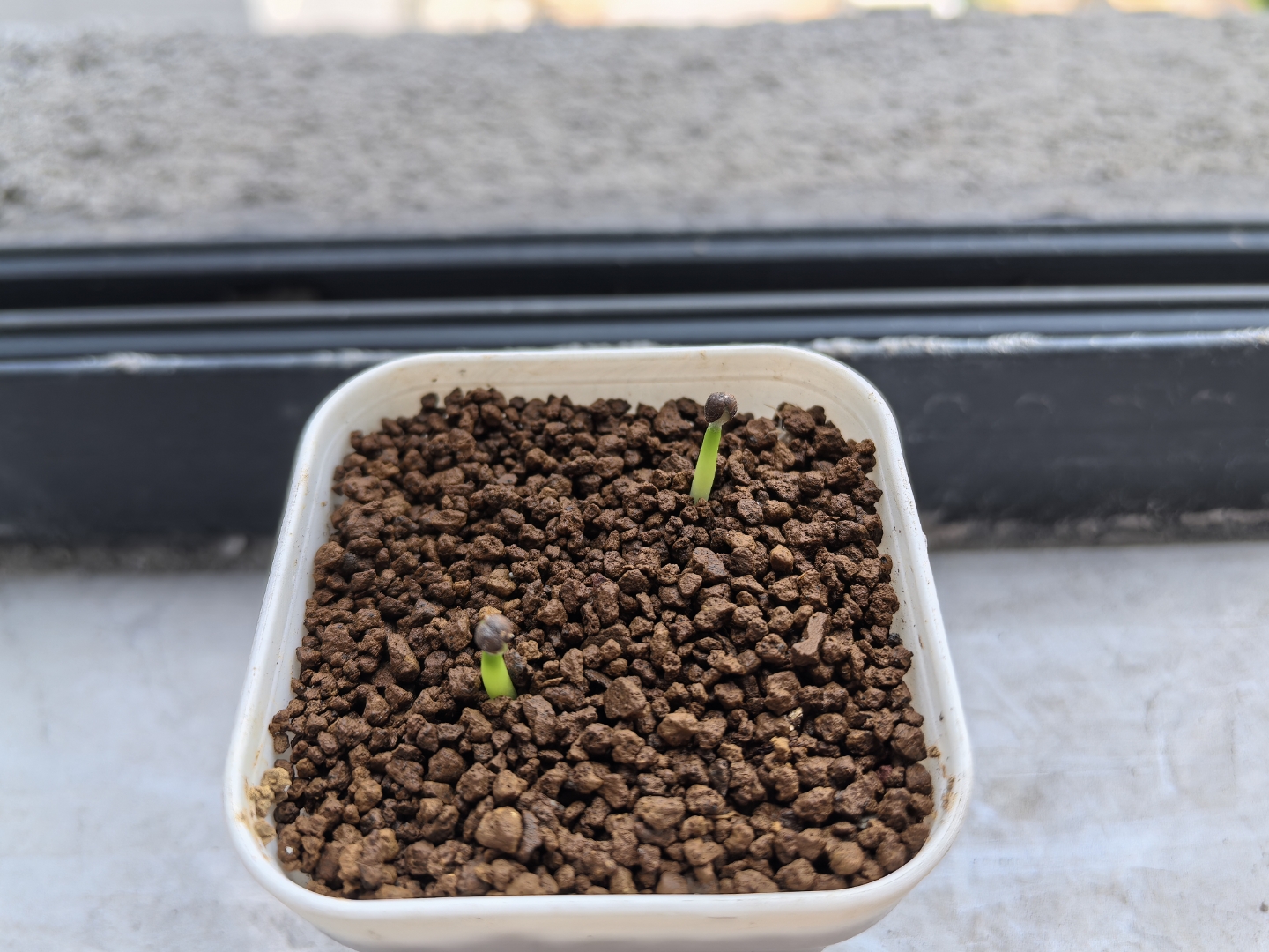 记录一下布纹球播种过程,七颗良莠不齐的种子,有两颗已经发芽,其他的