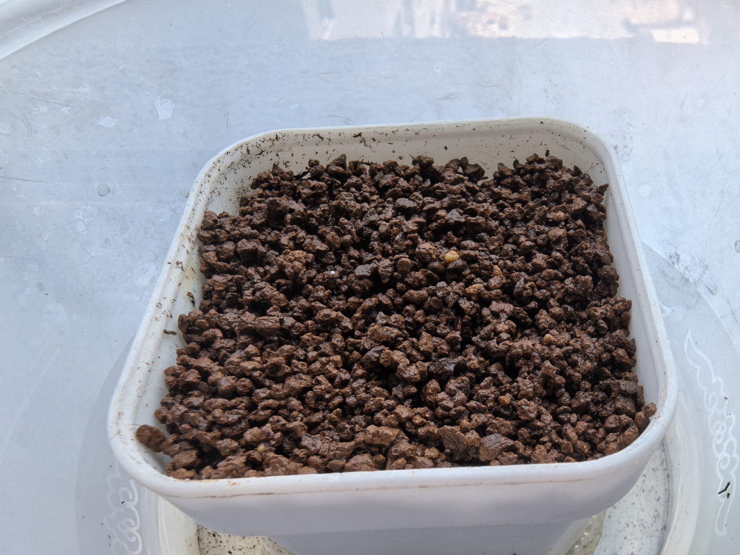 记录一下布纹球播种过程,七颗良莠不齐的种子,有两颗已经发芽,其他的