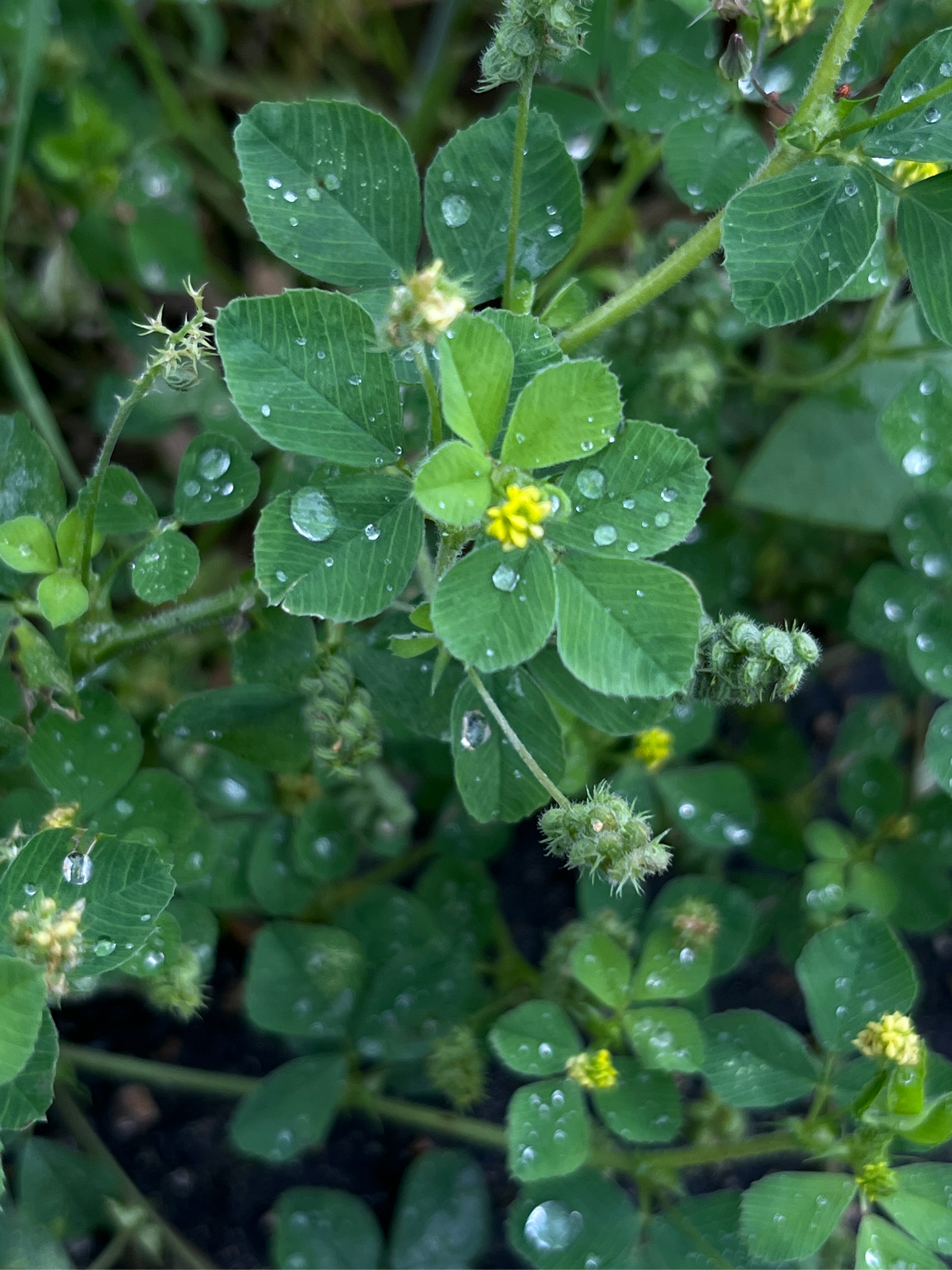 叶上雨简介图片