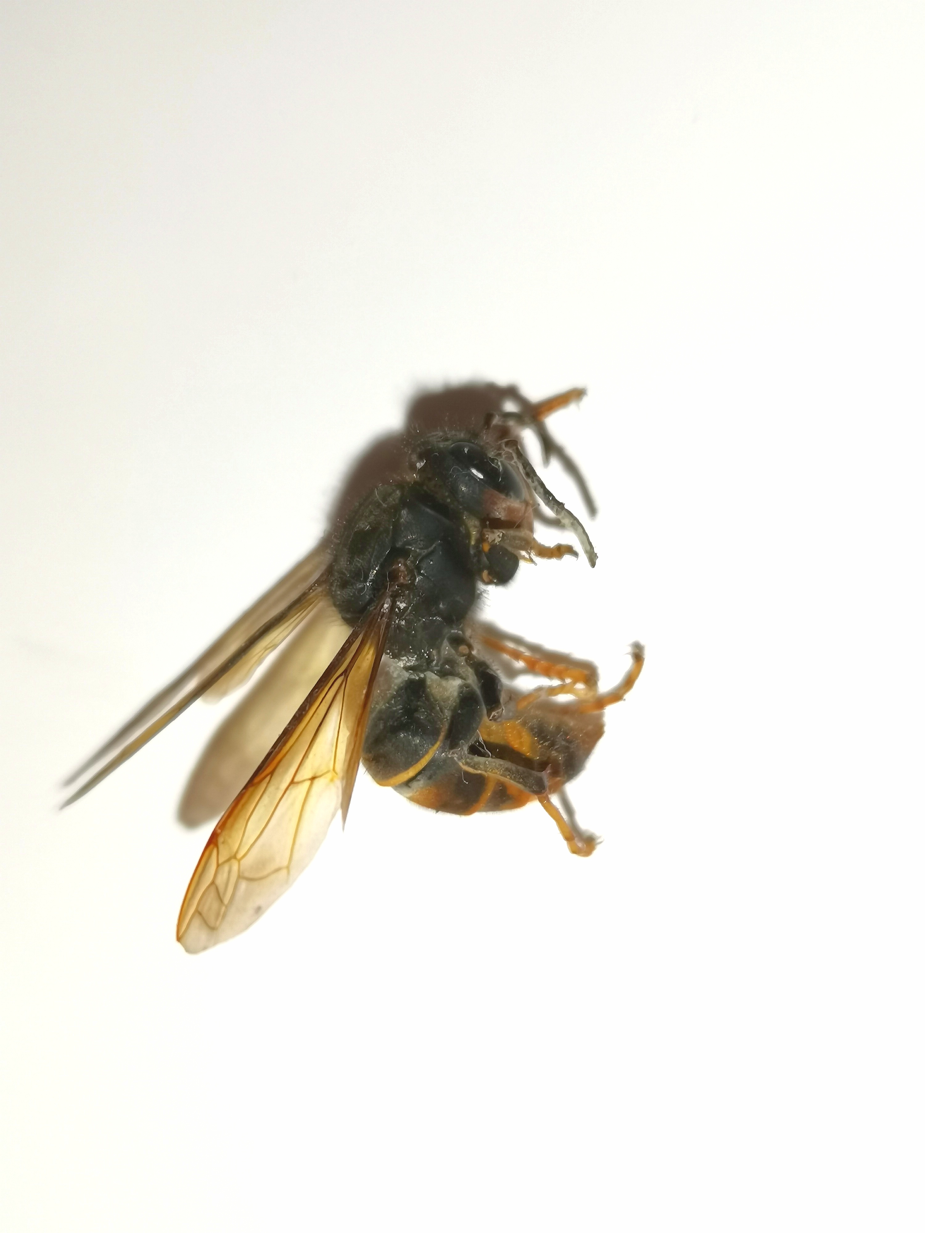 墨胸胡蜂 vespa velutina