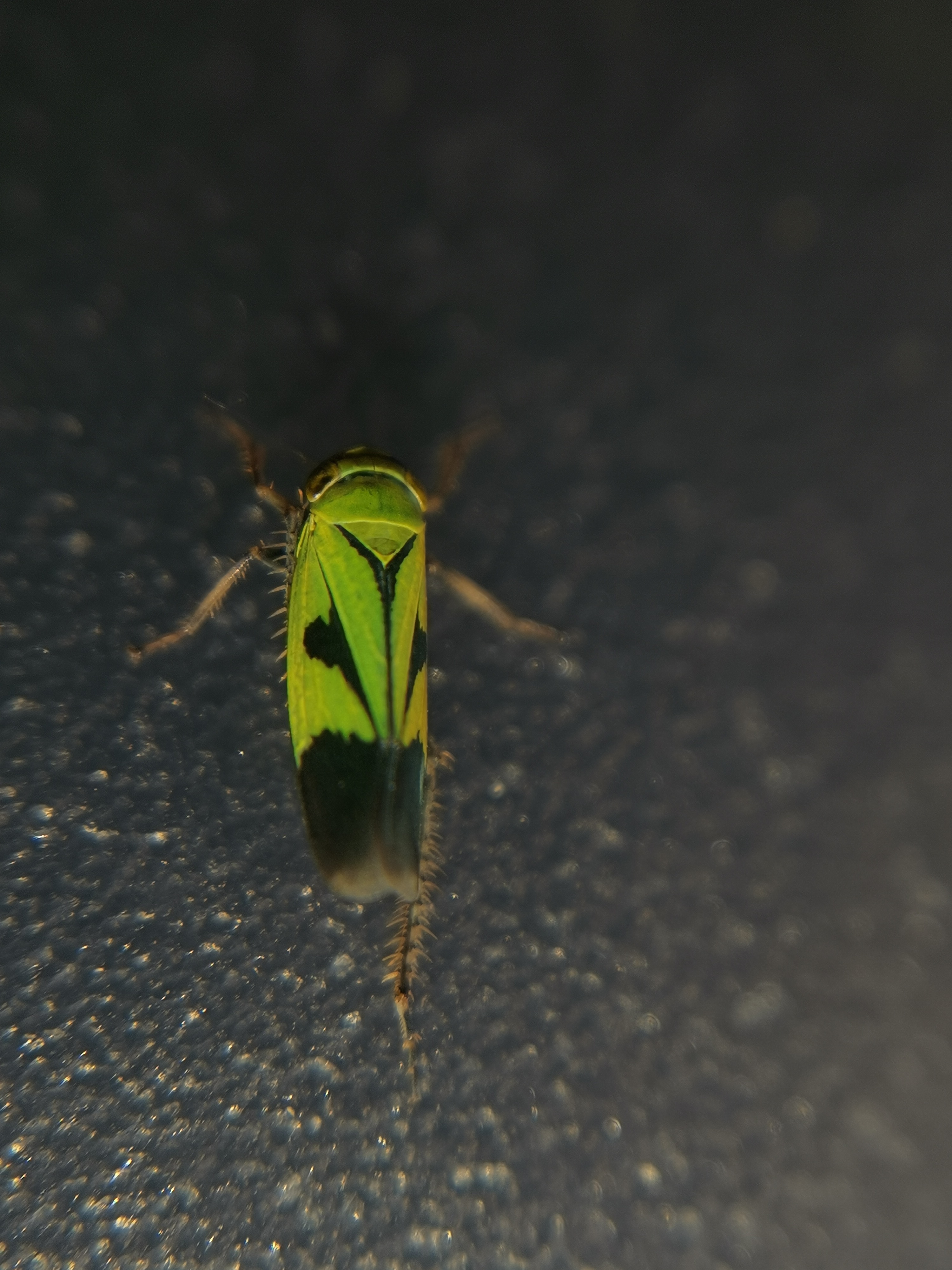 二条斑黑尾叶蝉nephotettix nigropictus,好看[嘻嘻]