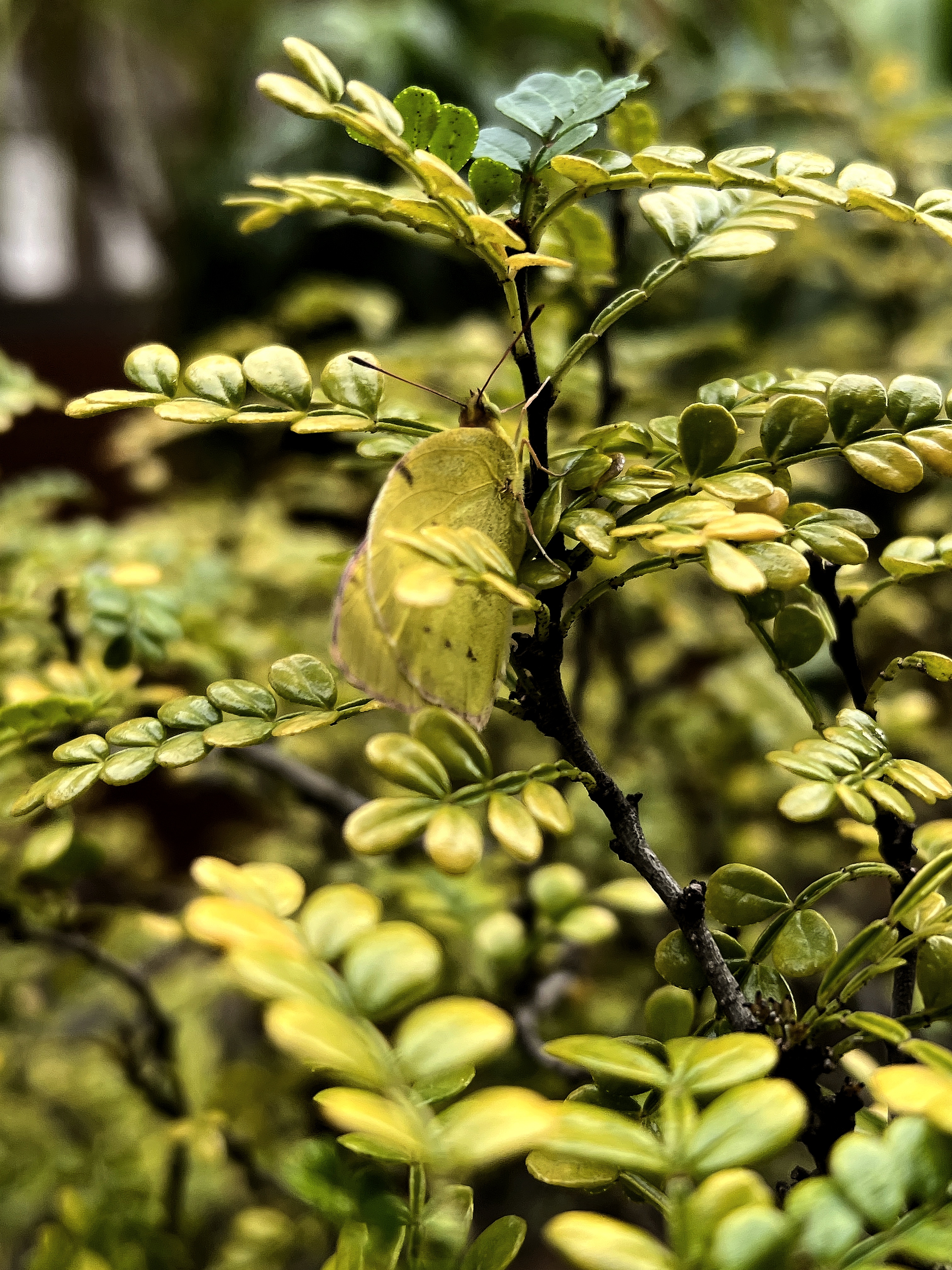 一只东亚豆粉蝶 colias poliographus停在了胡椒木zanthoxylum piper