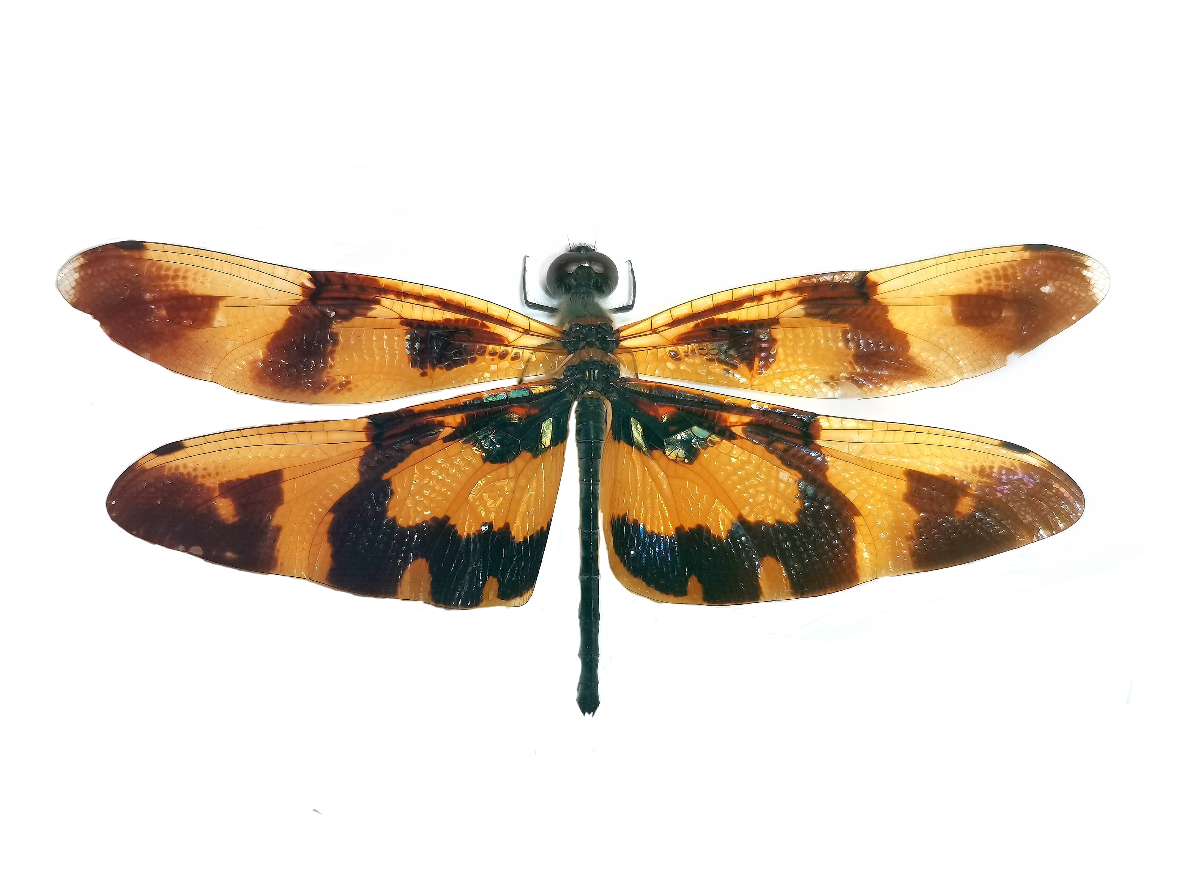 斑丽翅蜻 rhyothemis variegata,本地郊区常见的蜻蜓,7,8月大量发生