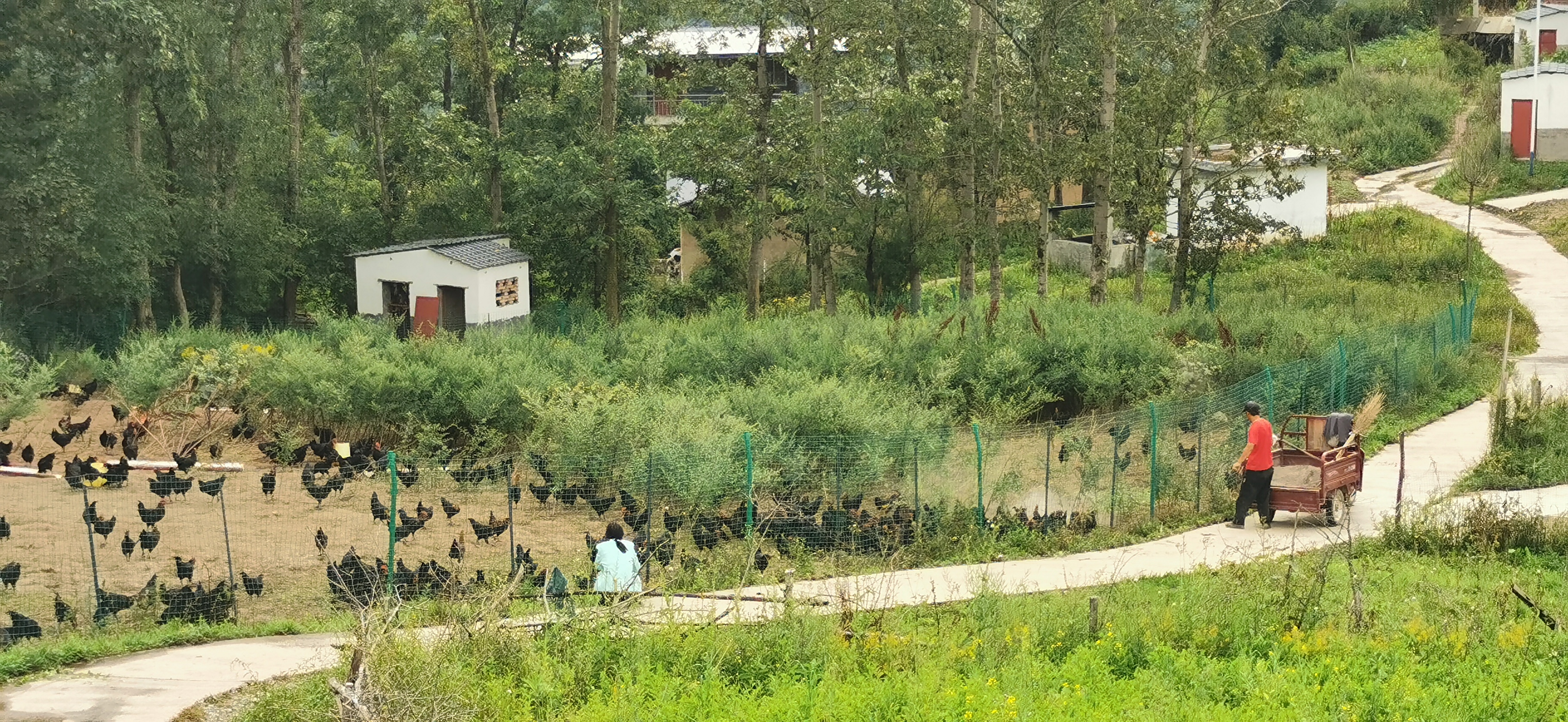 鸡群漫步在乡间,生活如此多娇.