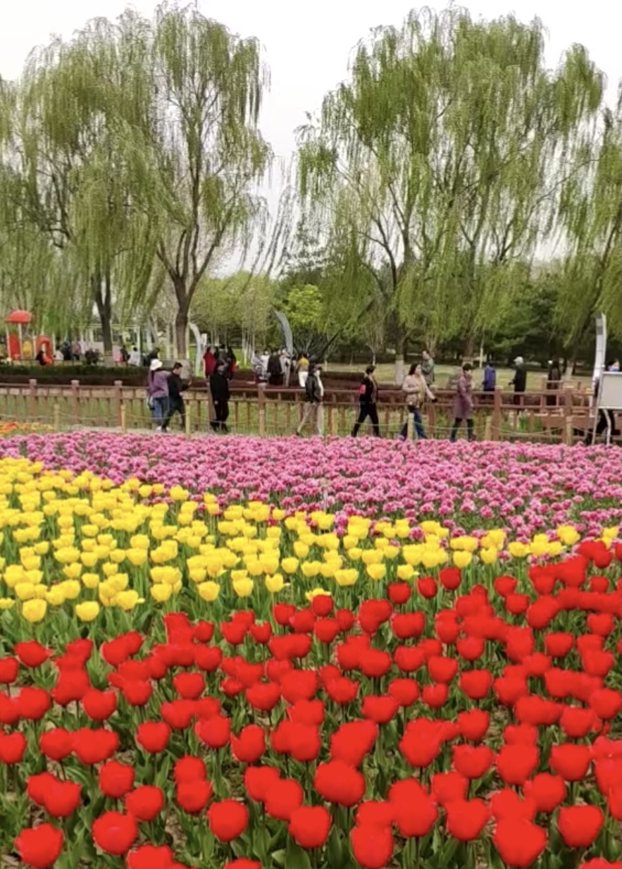 长阳公园郁金香花展图片