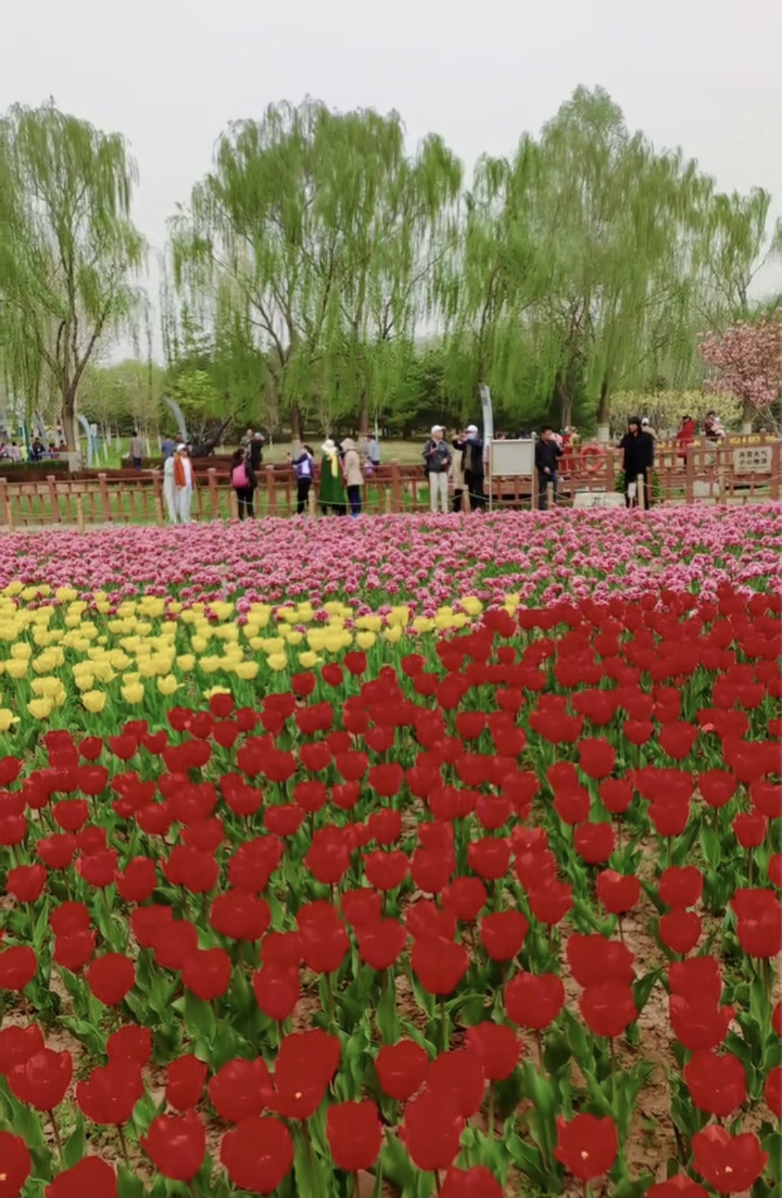 长阳公园郁金香花展图片