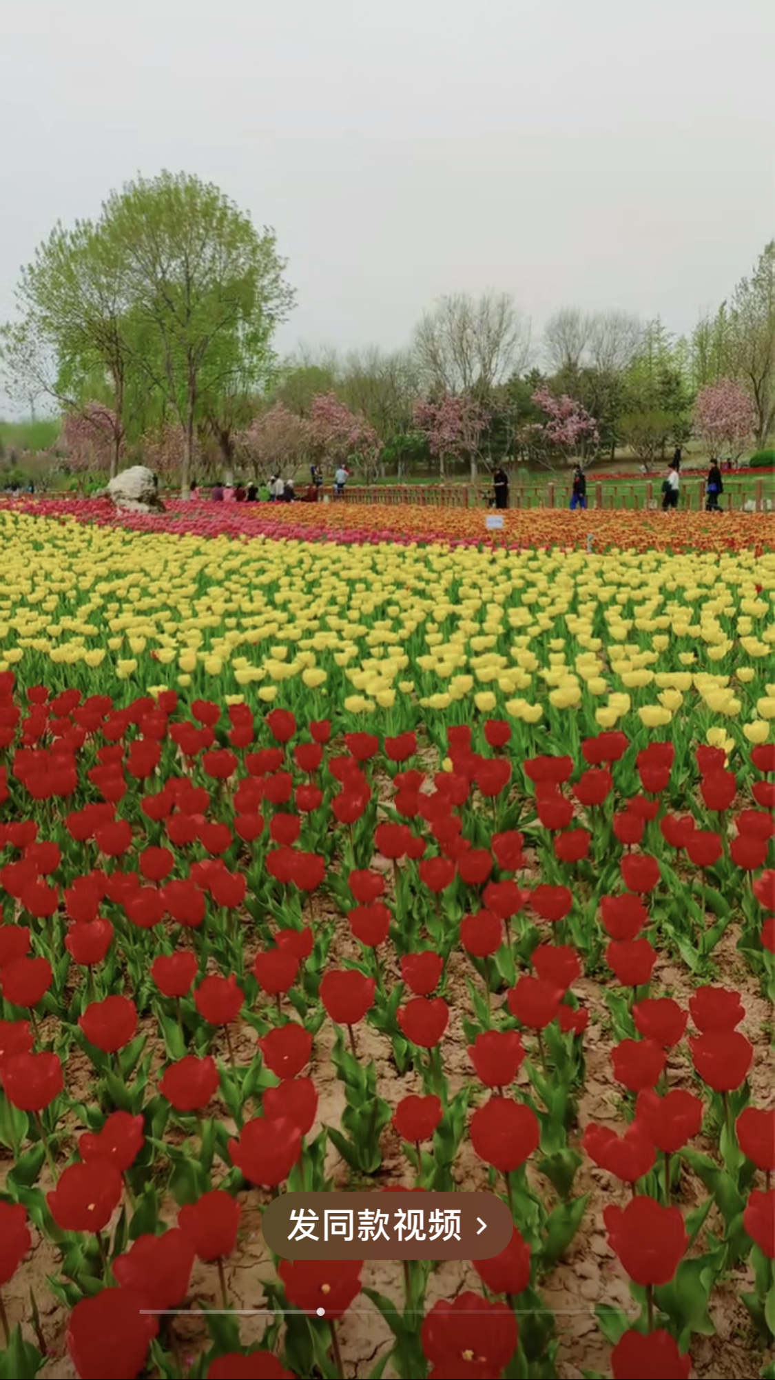 长阳公园郁金香花展图片