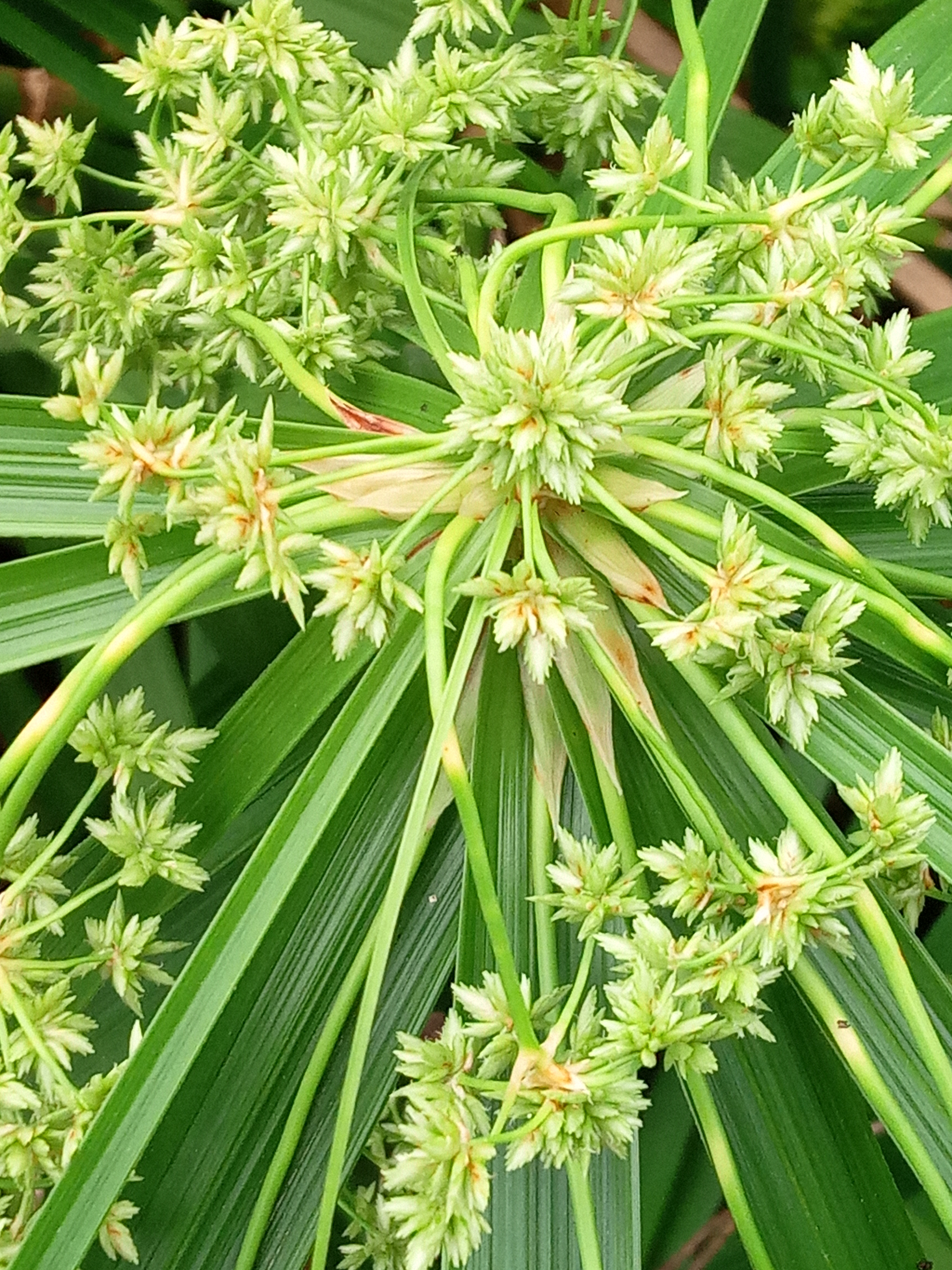 风车草拉丁名图片