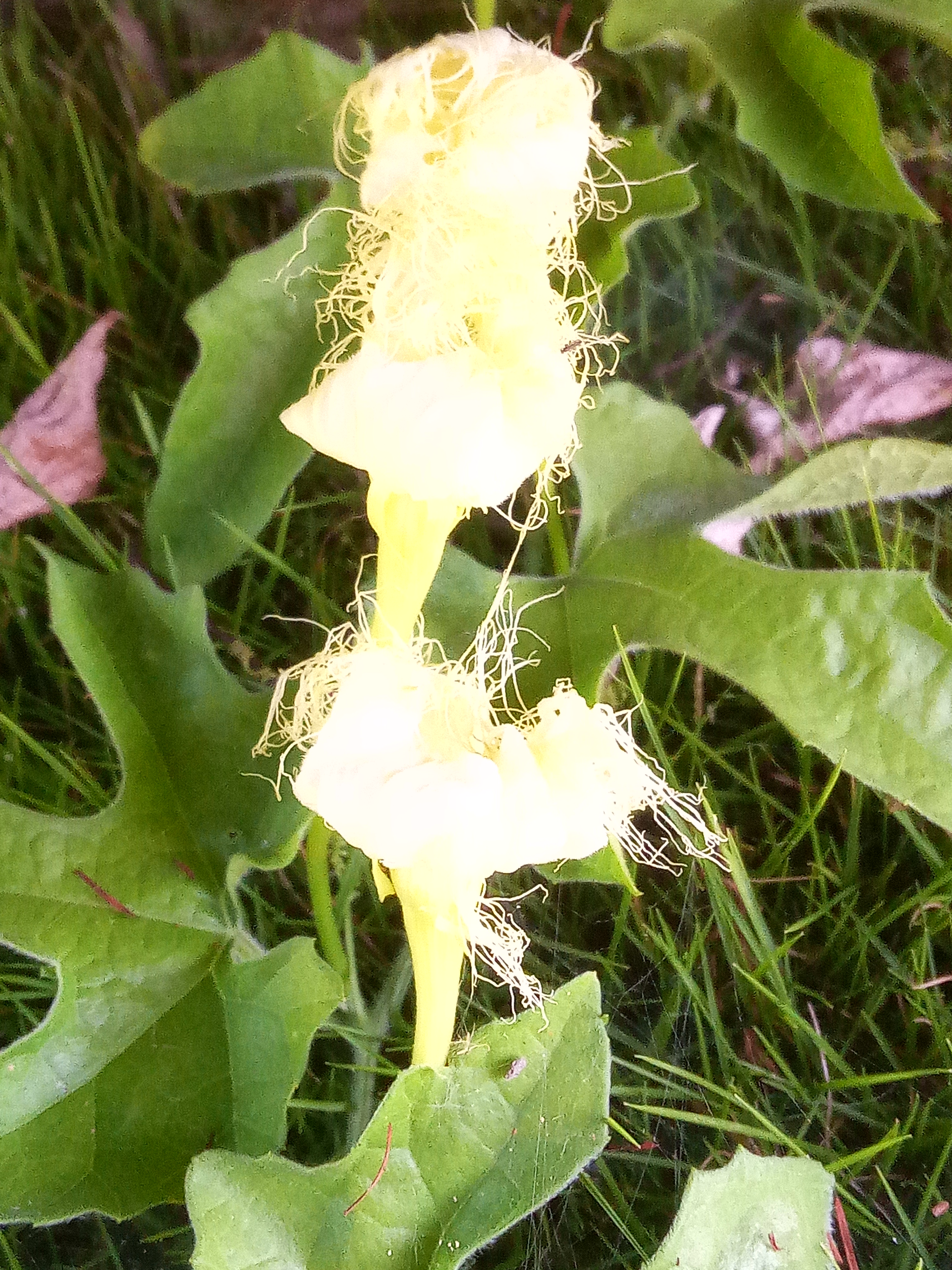 这朵花太美,必须和大家分享,它的名字叫:栝楼.