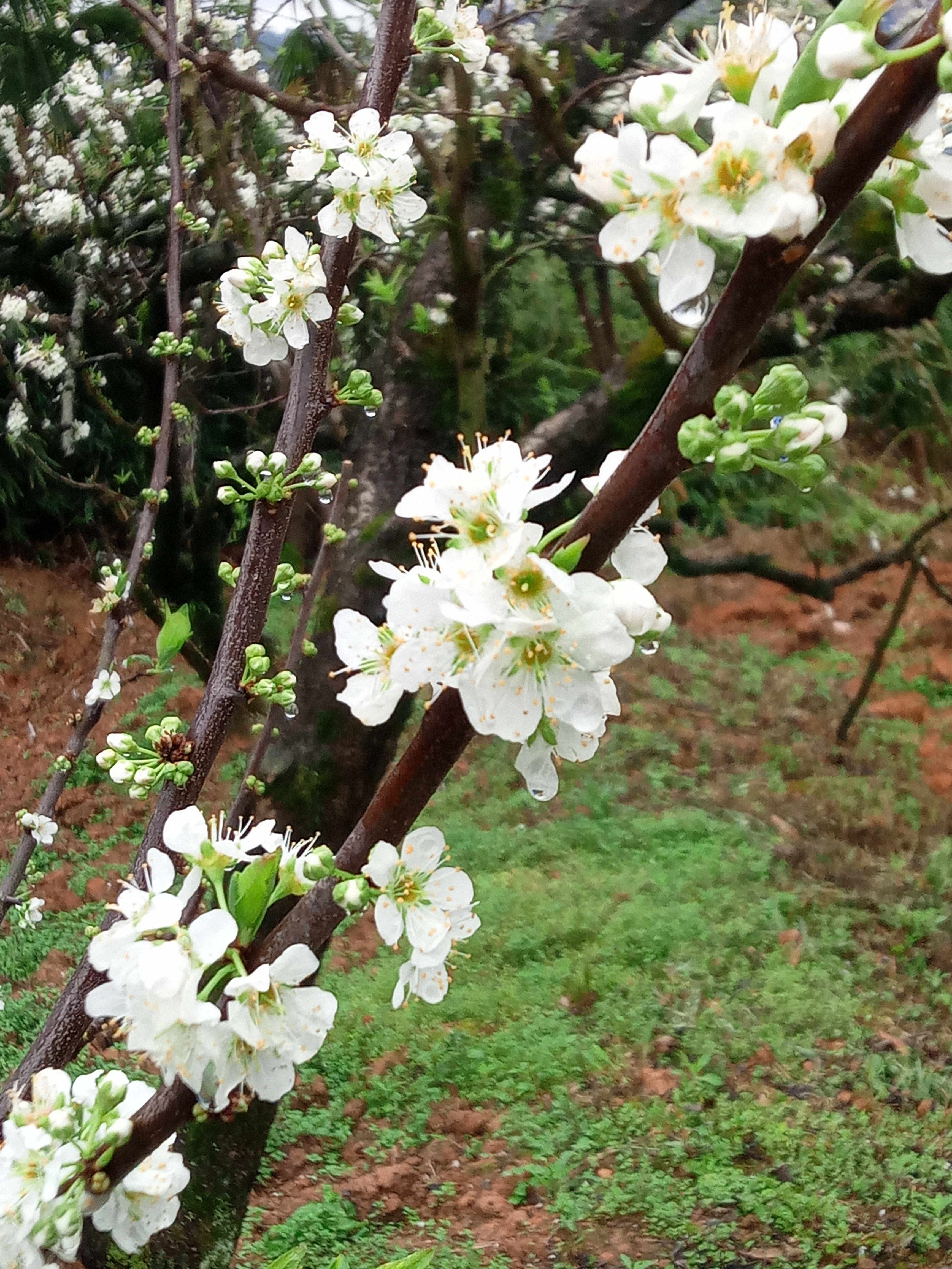 每一片花瓣都娇嫩得如同少女的脸庞,细腻而温柔.